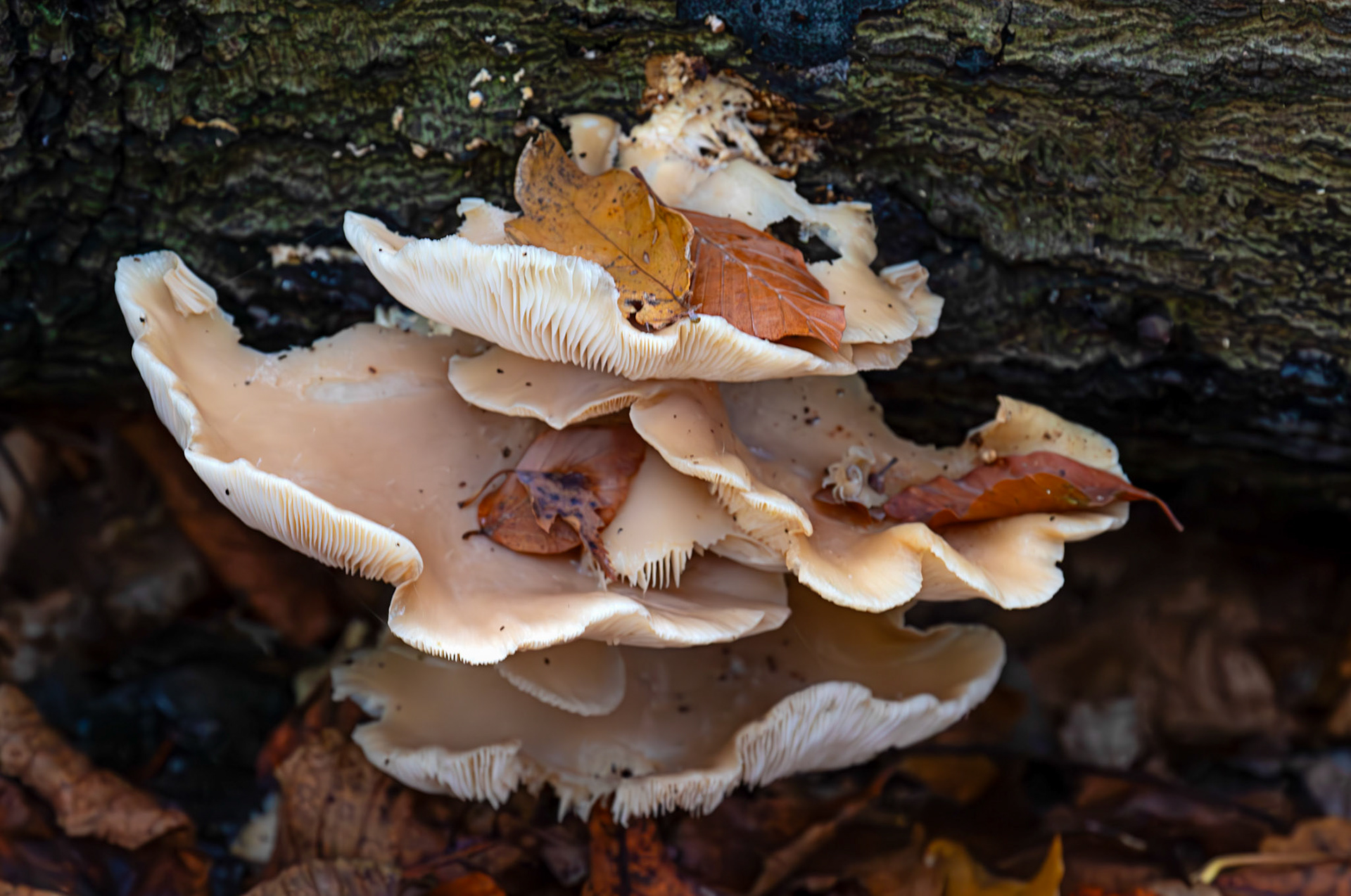 oyster mushrooms (Pleurotus ostreatus) Deans Woods - 07 November 2025