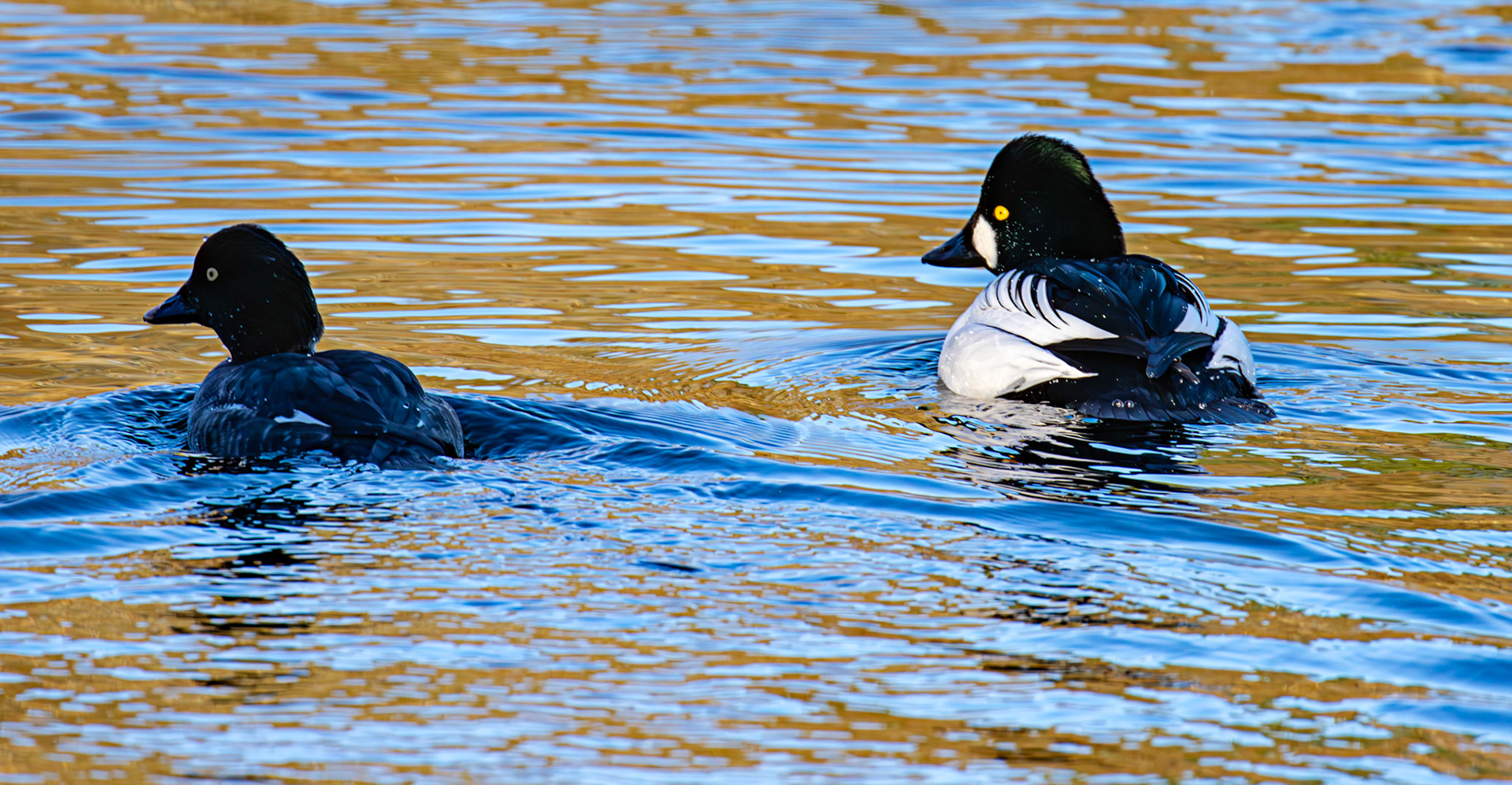 Goldeneye on Birnie &amp; Gaddon Lochs 08 January 2025