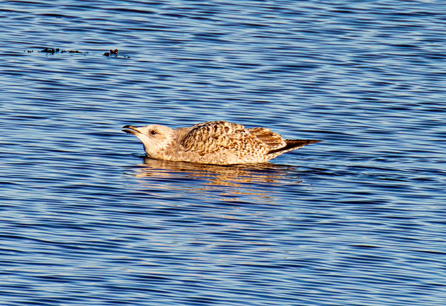 Blackness 30 November 2025