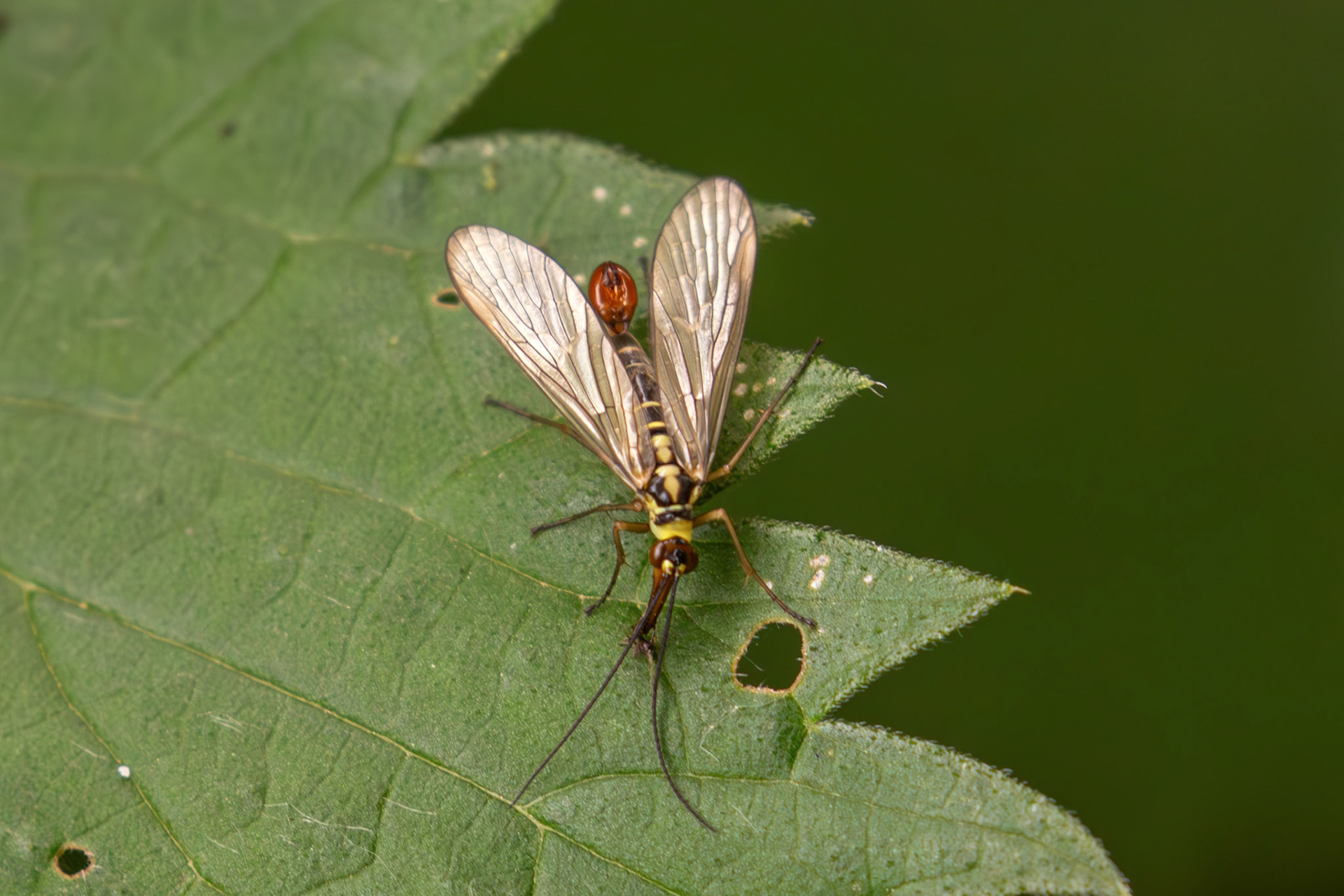 Common Scorpionfly (Panorpa communis) at Little Vantage 20 June 2026