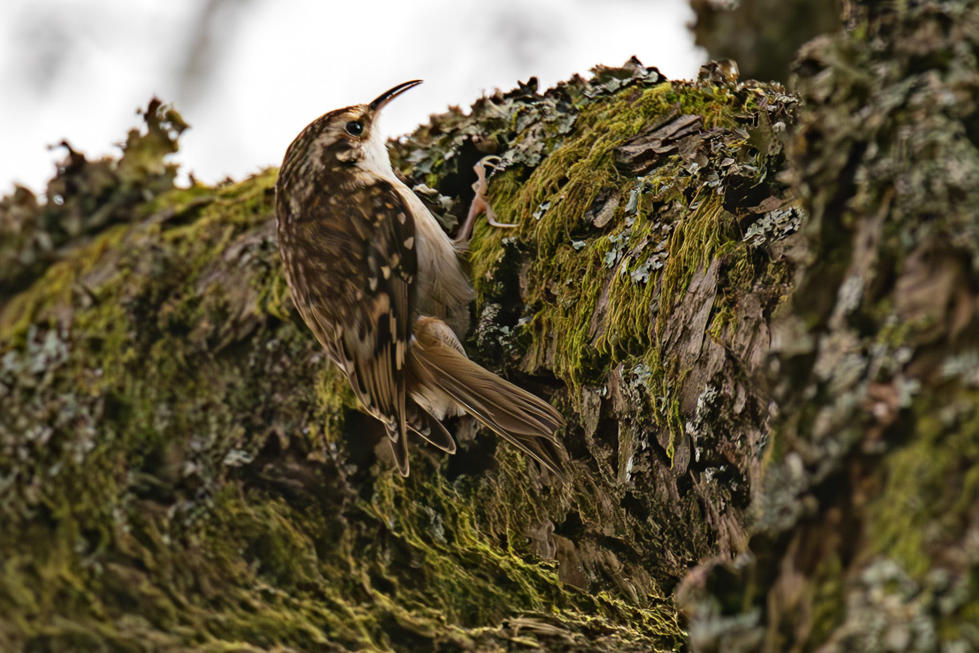 Treecreeper, Loch Venachar 28 February 2026