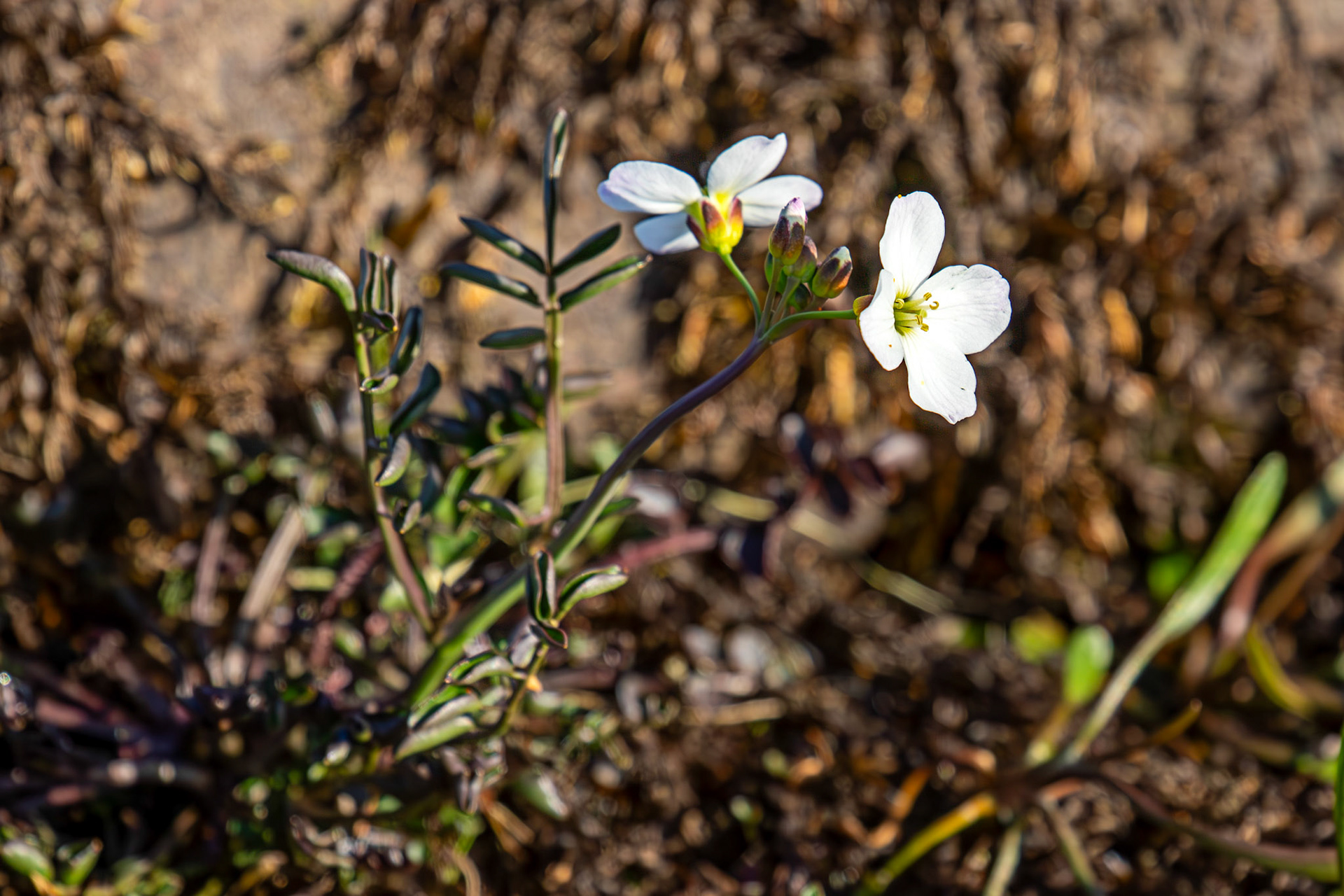 Harperrig 30 April 2025