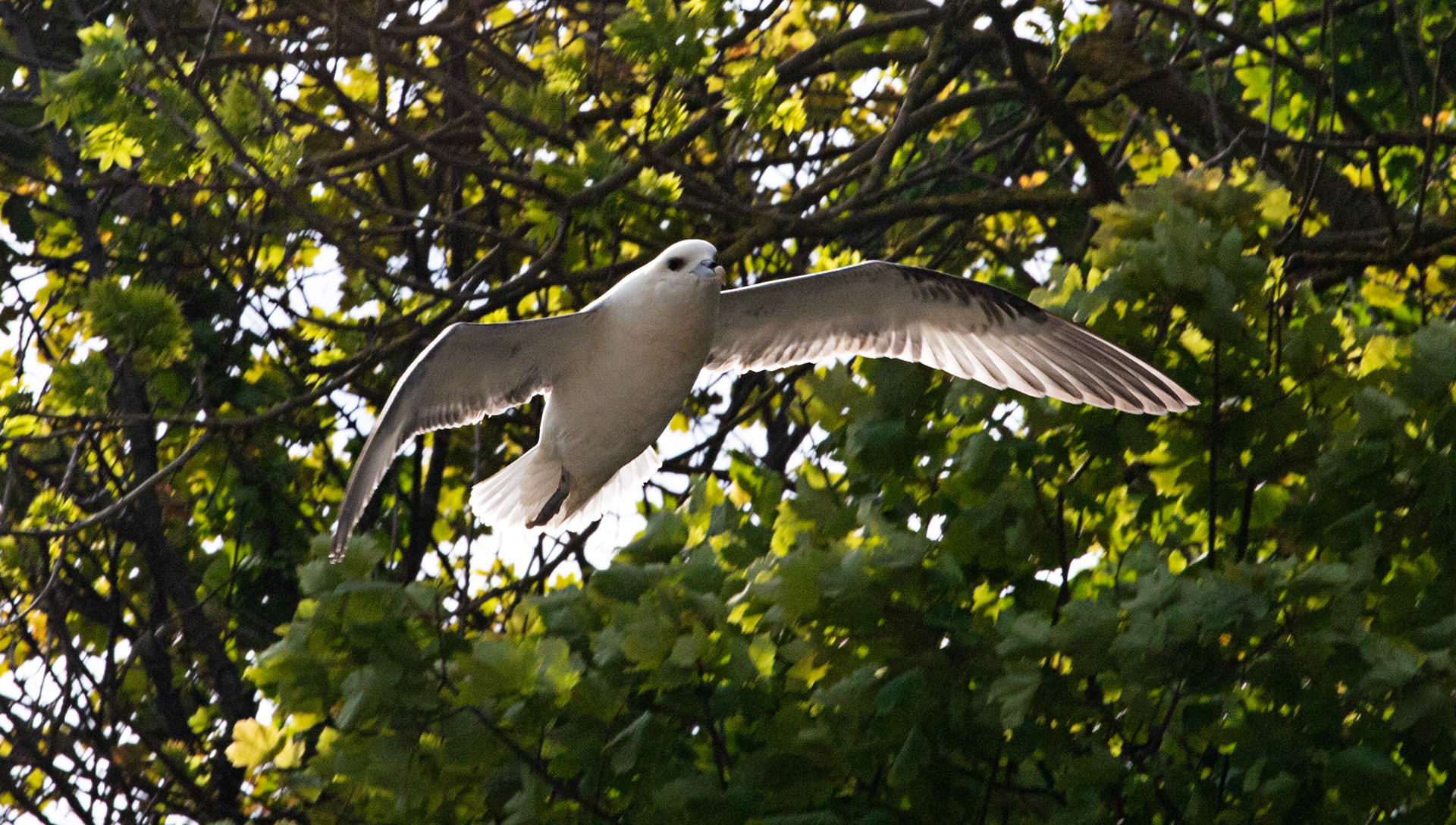 Fulmar at Dysart 25 May 2024