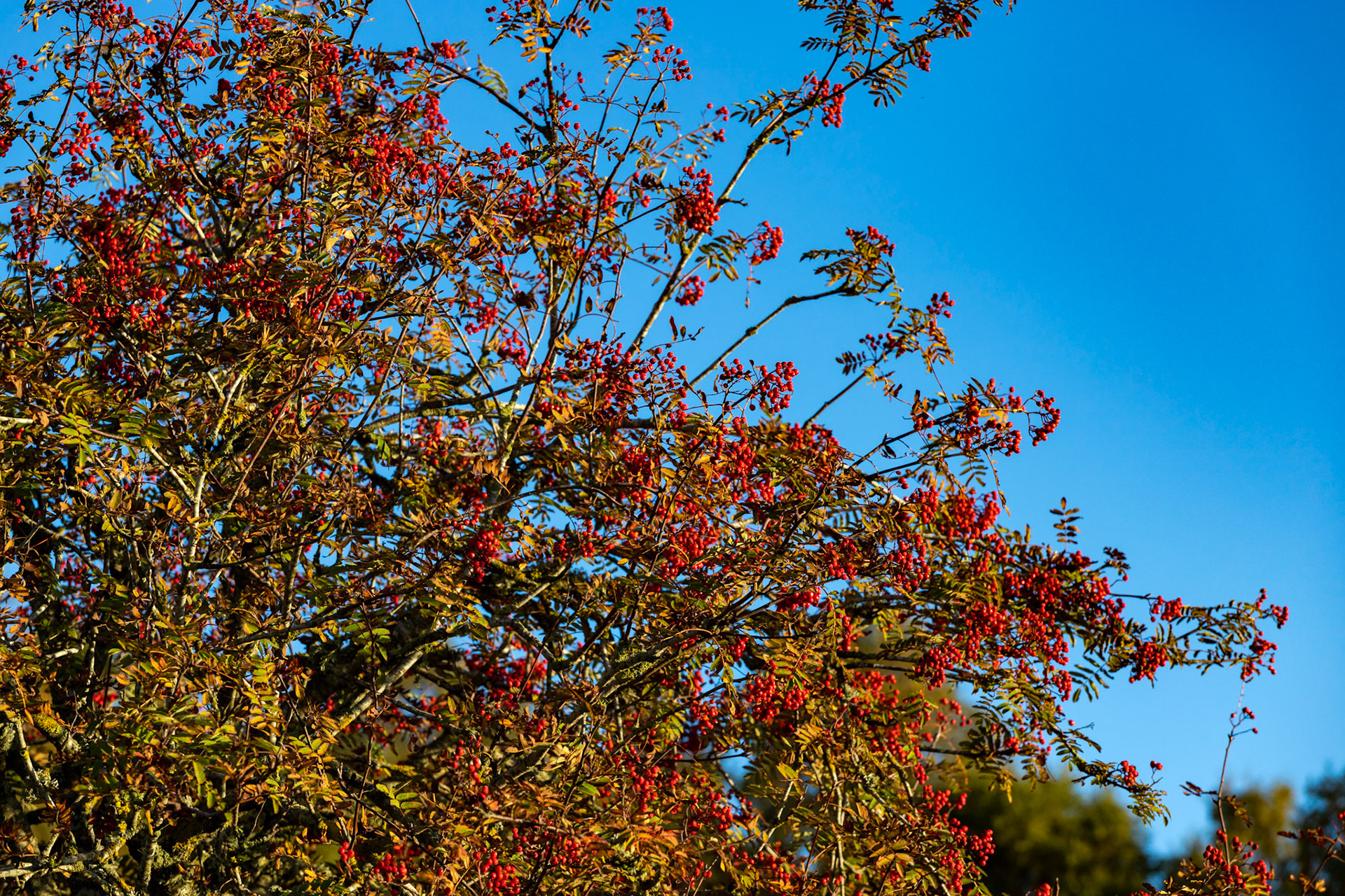 Autumn in Aberdeenshire 14 to 16 October 2022