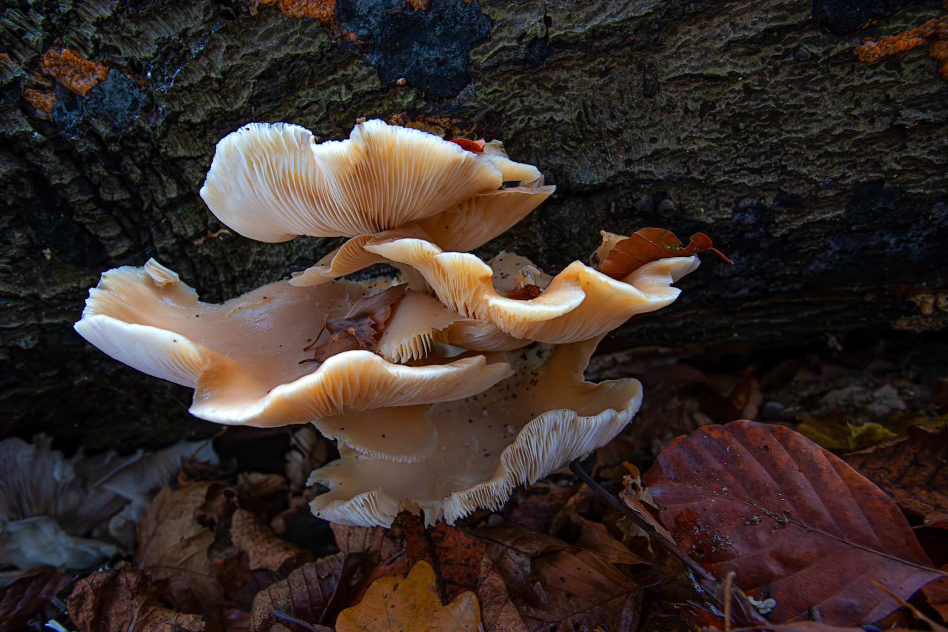 oyster mushrooms (Pleurotus ostreatus) Deans Woods - 07 November 2025