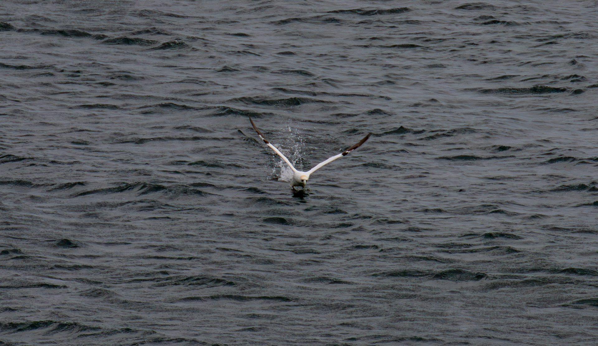 Northern Gannet getting airborne after dive - Tantallon Castle 04 July 2026
