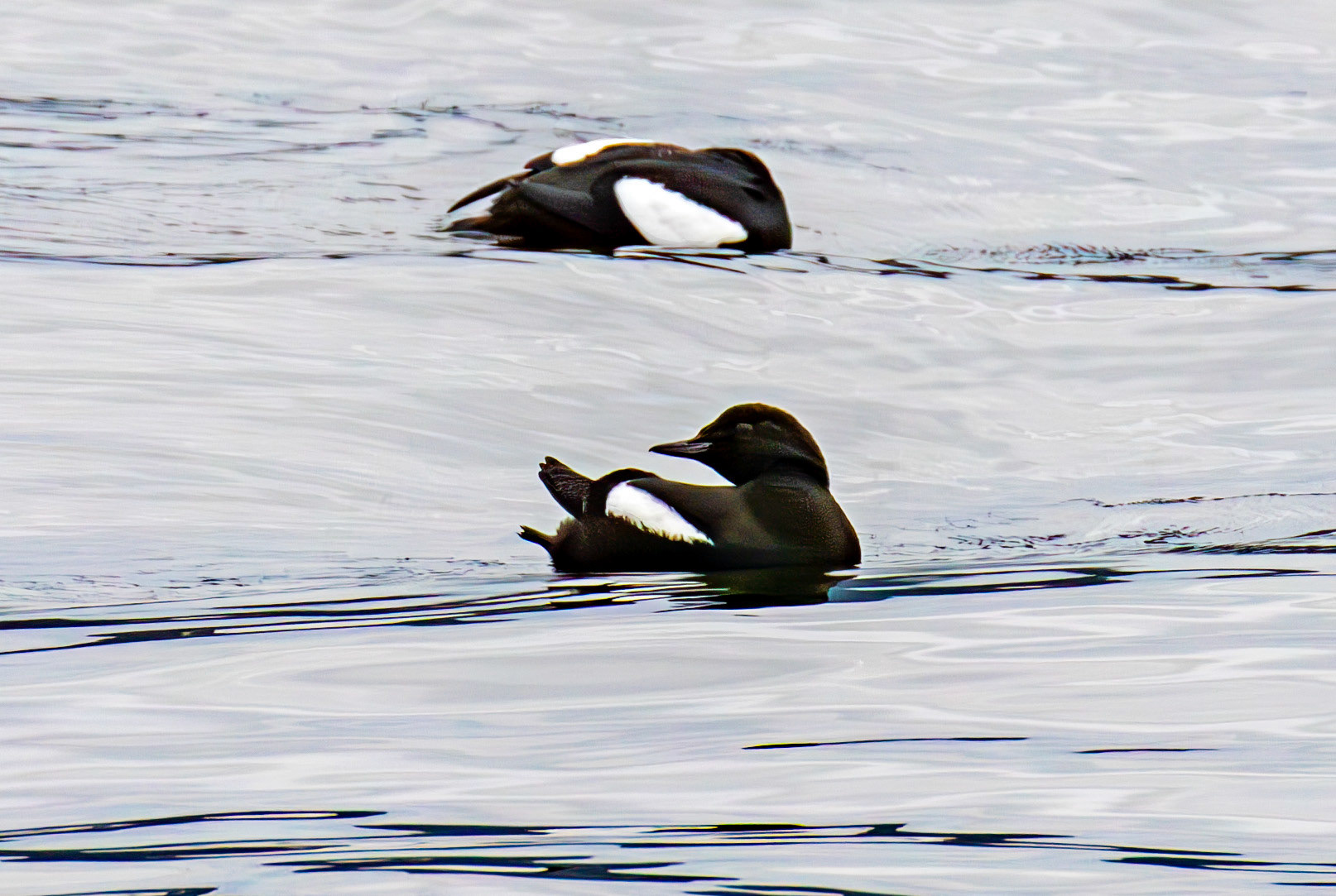 Black Guillemots, Gourock 25 March 2025