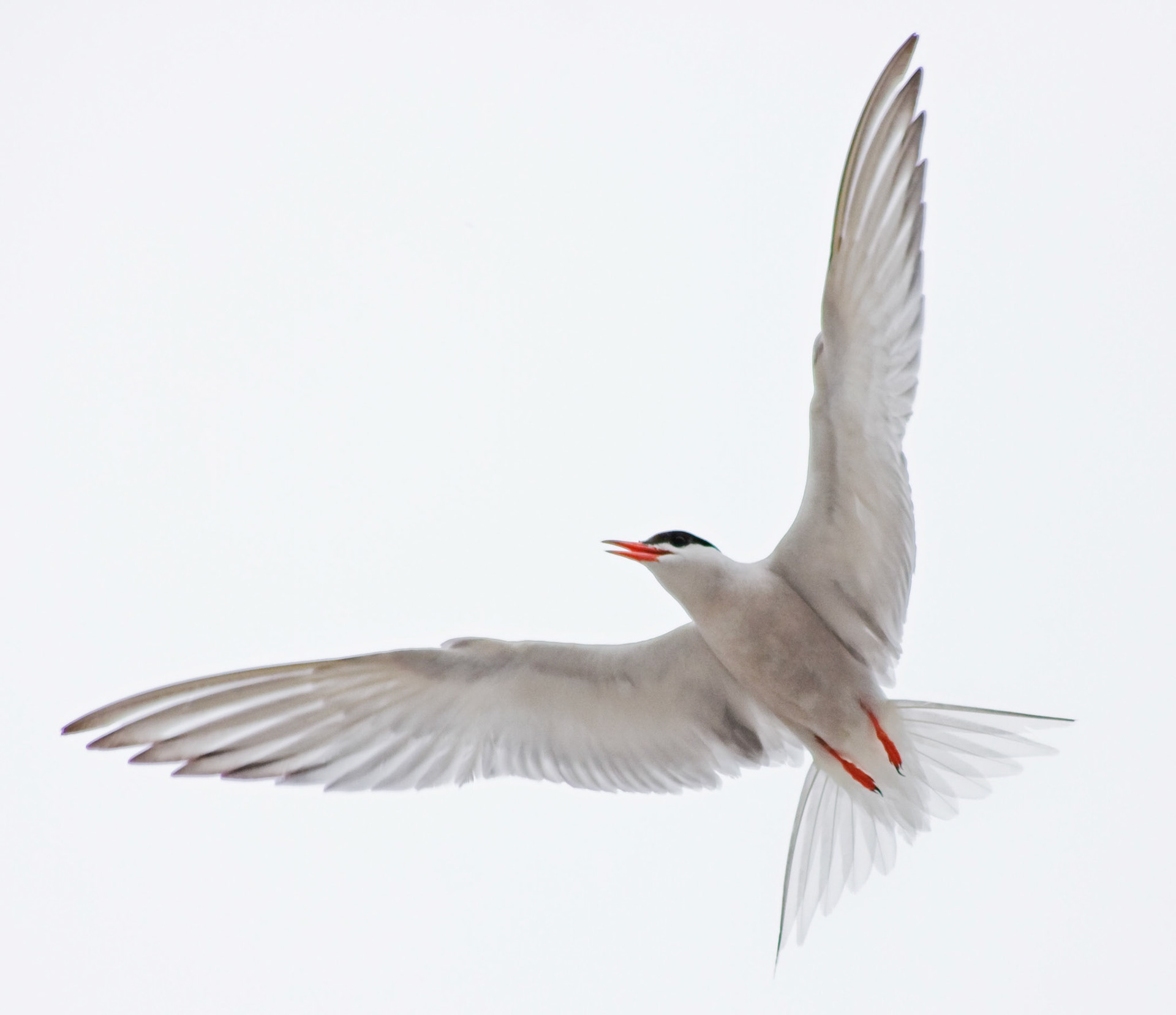 MontrosePlease see my other Photographs at: www.jamespdeans.co.uk