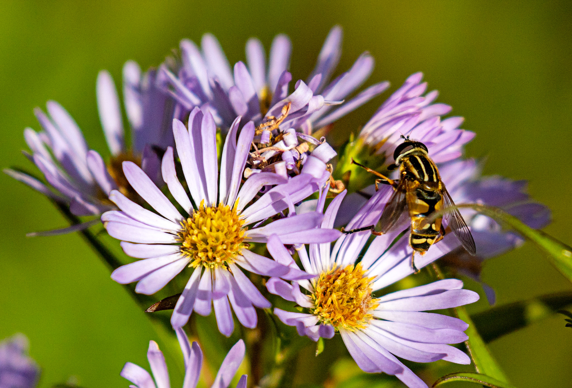 The Knock 12 Sept 2024