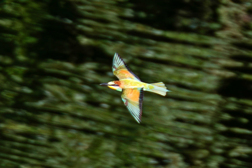 European Beeeater - Barca de Alva 22 August 2026