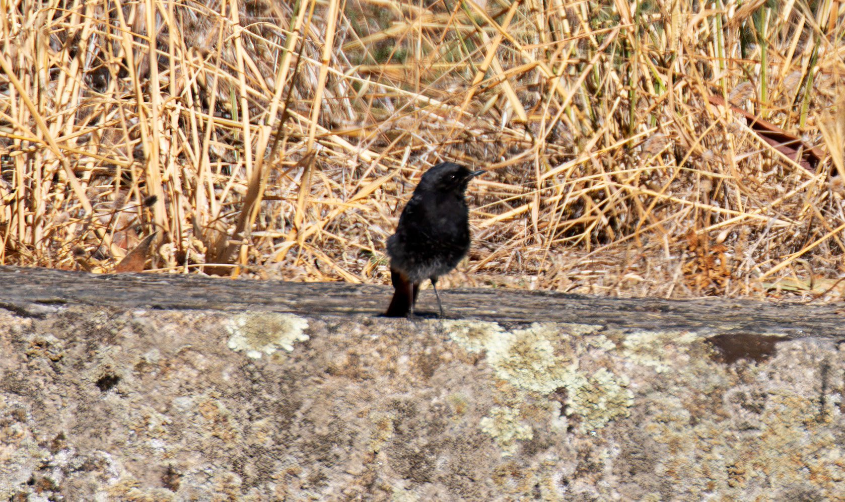 Black Redstart - Barca de Alva 22 August 2026