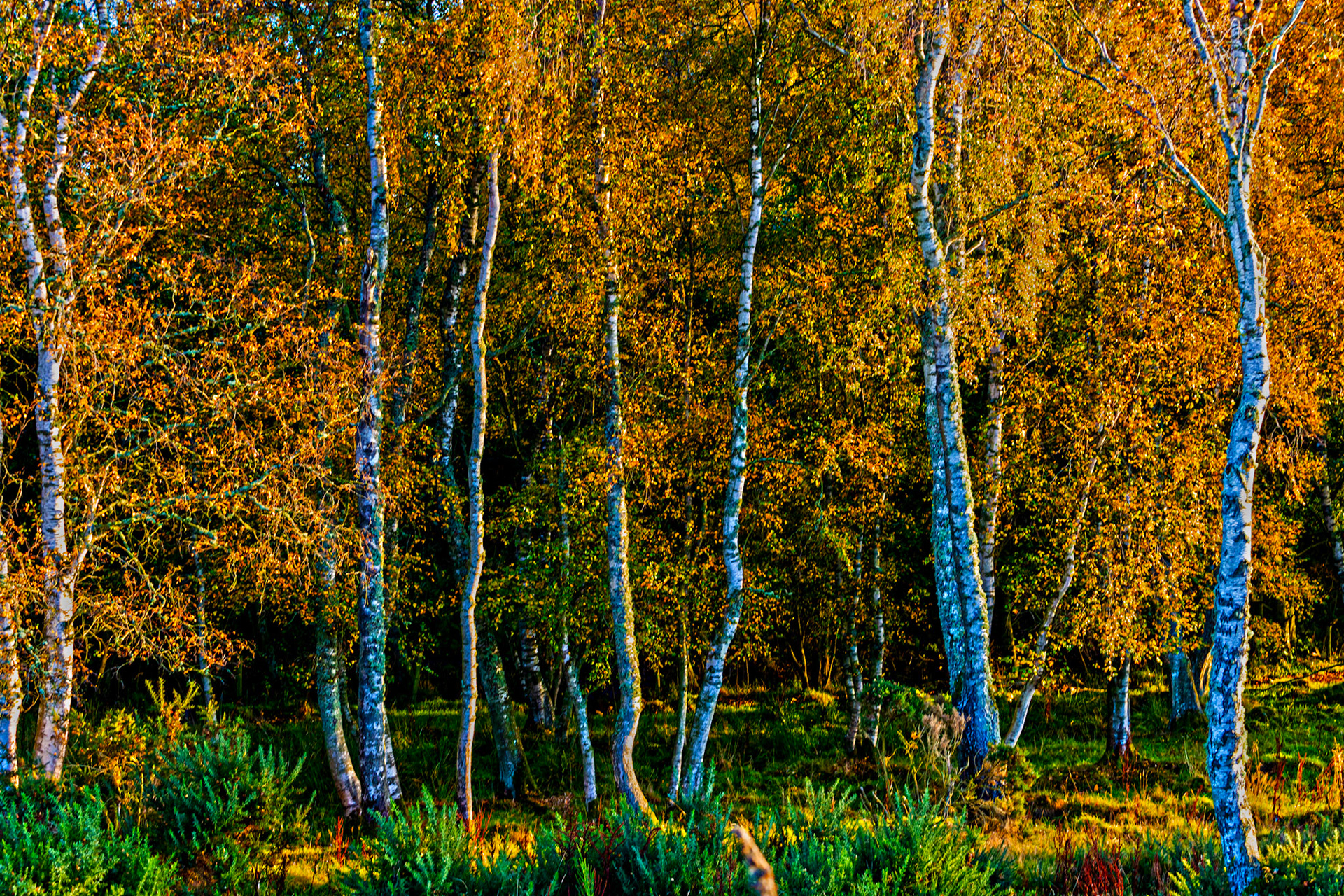 Autumn in Aberdeenshire 14 to 16 October 2022