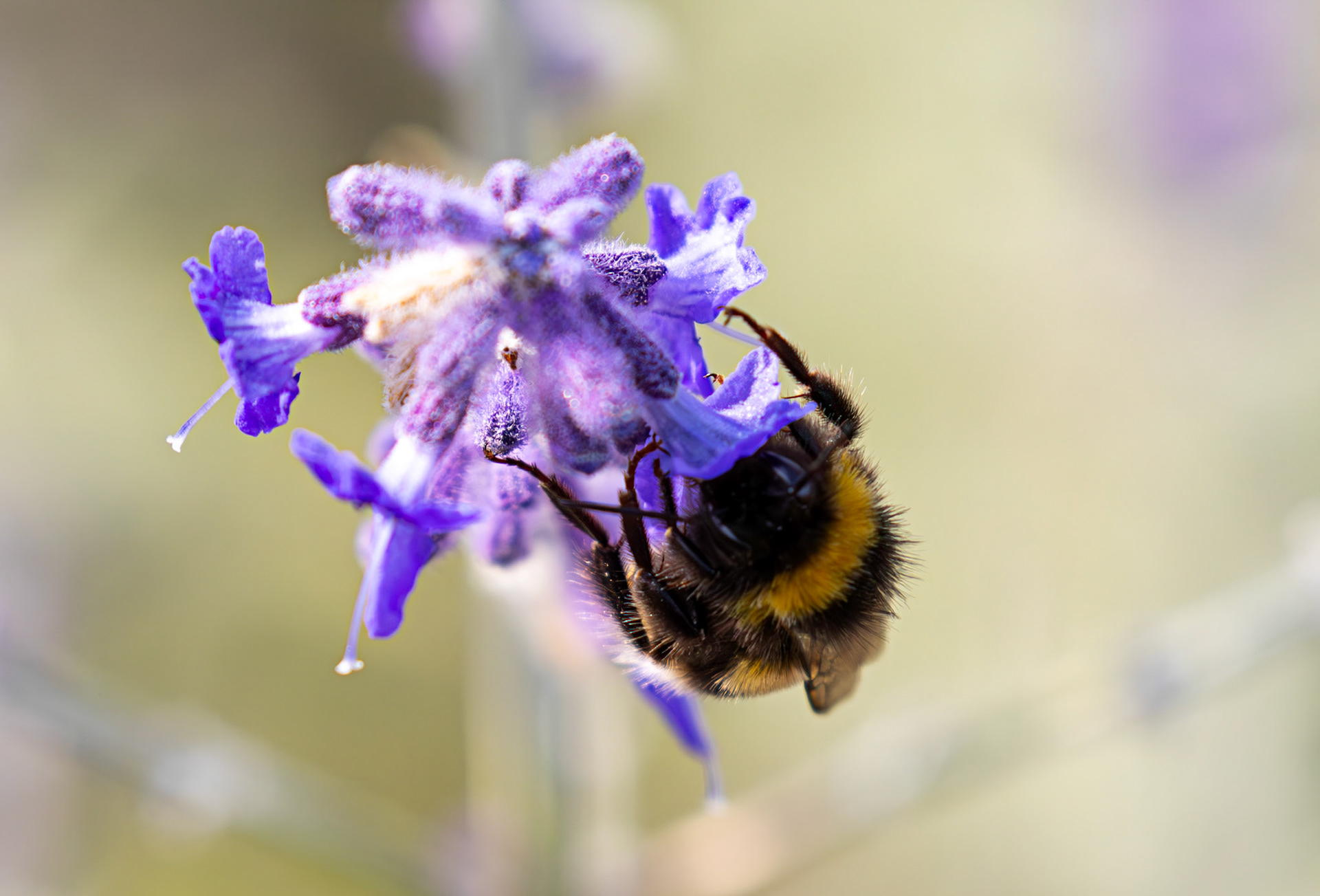 Buff-tailed Bumblebee (Bombus terrestris) Slough 05 August 2025