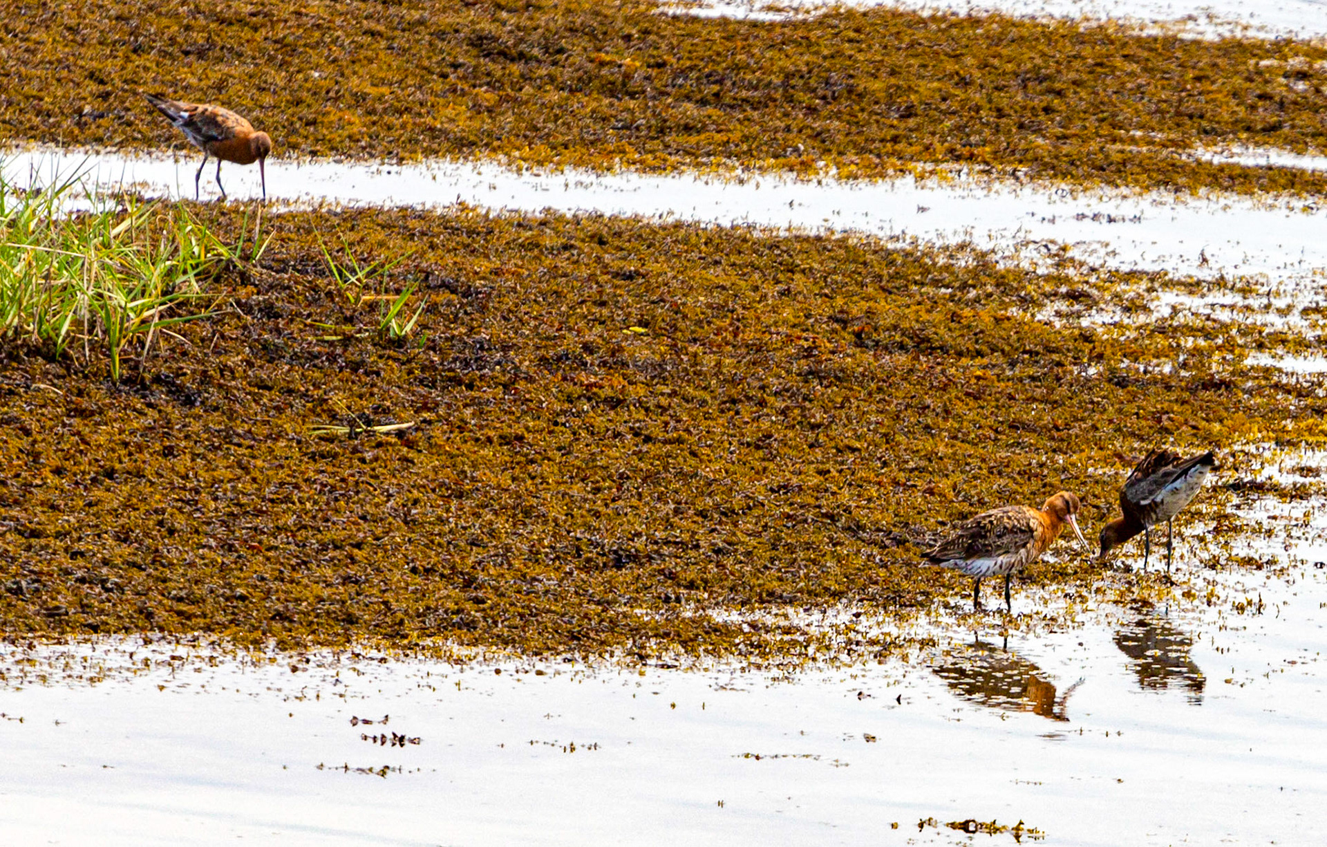 Bar Tailed Godwit - Yarmouth IOW 19  July 2022
