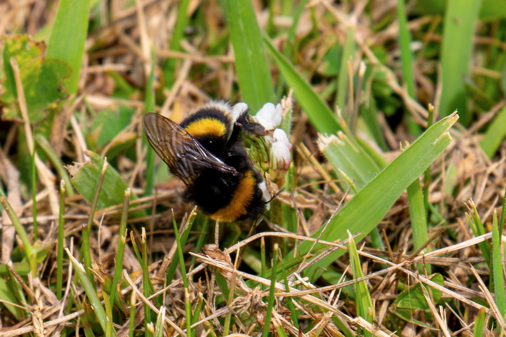 Bombus lucorum (Whire-tailed Bumblebee) Bee at Tantallon Castle 04 July 2026
