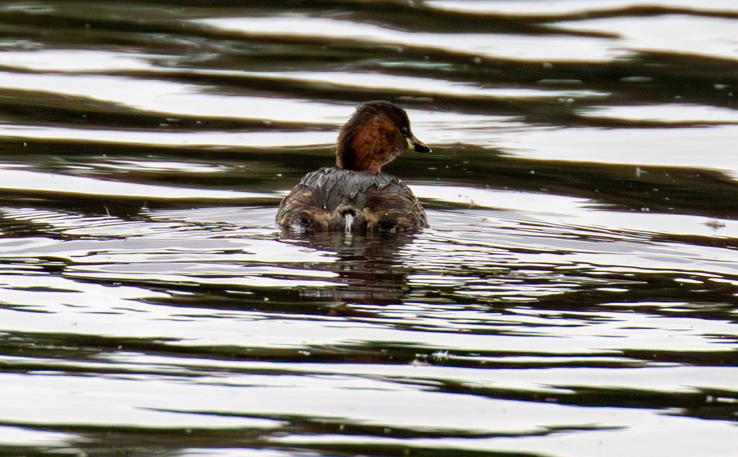 Little Grebe - Hogganfield Loch 09 Sept 2024