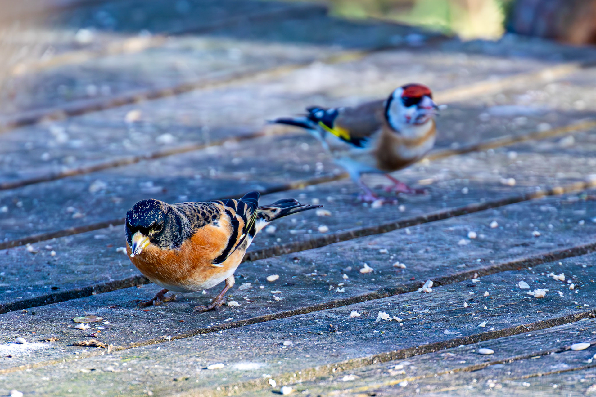 Goldfinch &amp; Brambling at Bavelaw 30 January 2025