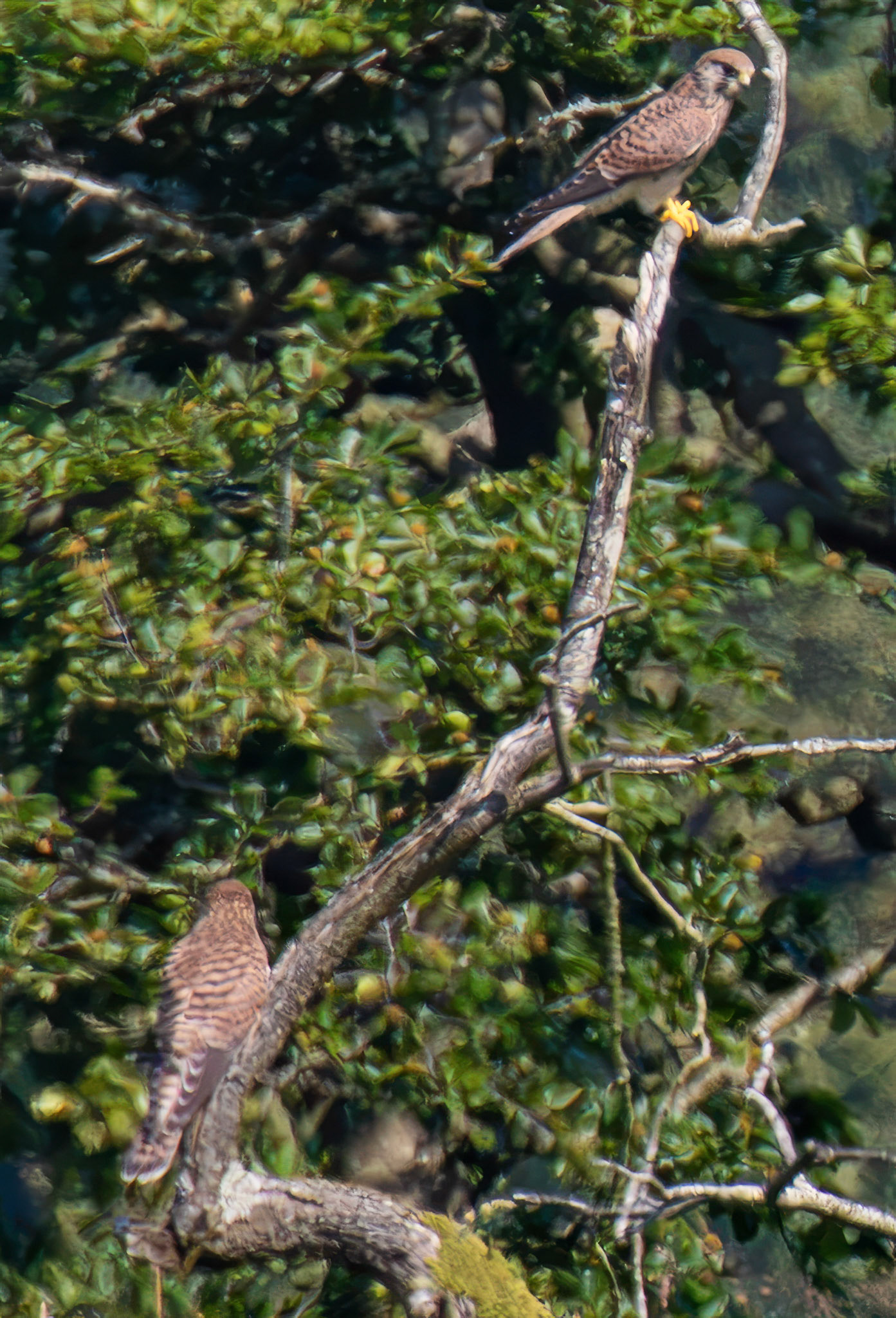 Kestrel - Bathgate Hills 17 July 2026