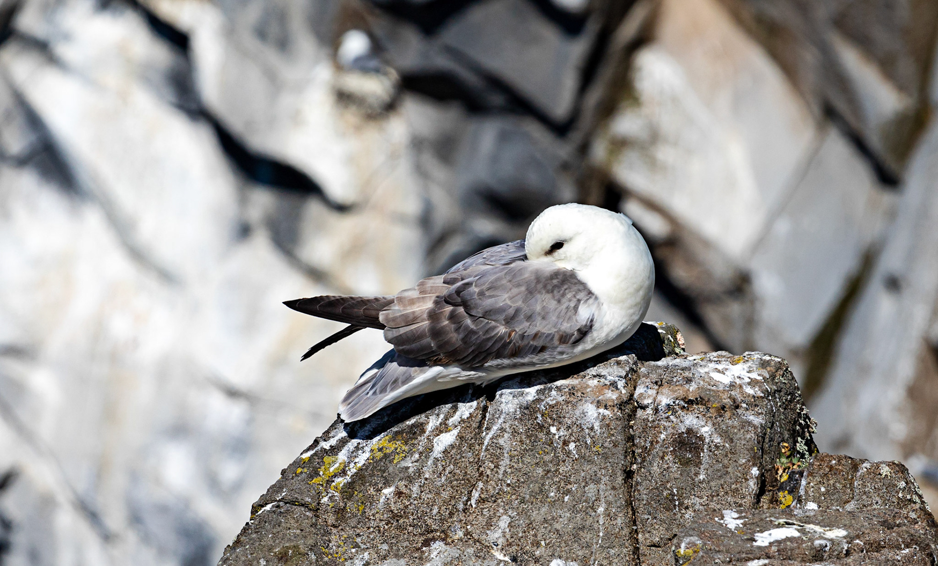 Isle of May - 04 June 2022