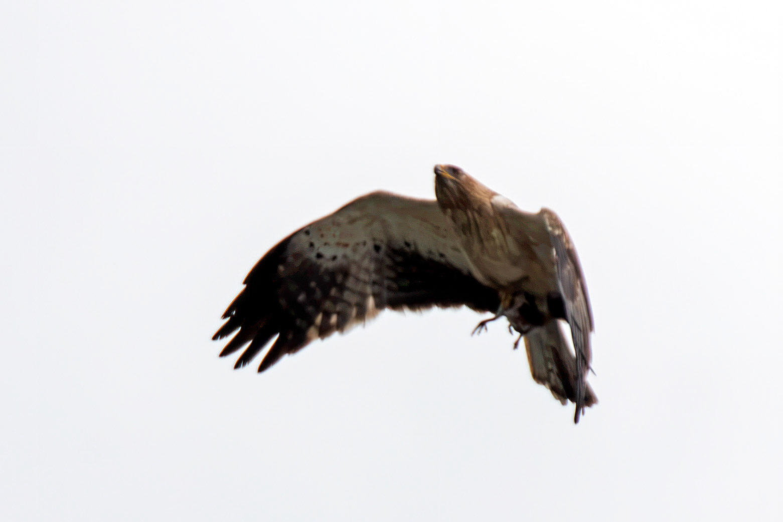 Booted Eagle - Entre-os-Rios 25 August 2026