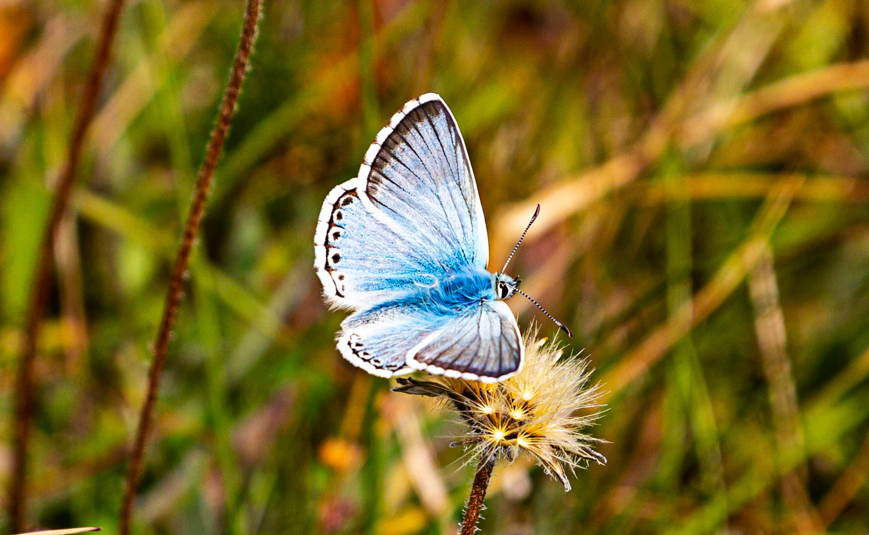 Culver Down IOW 17  July 2022