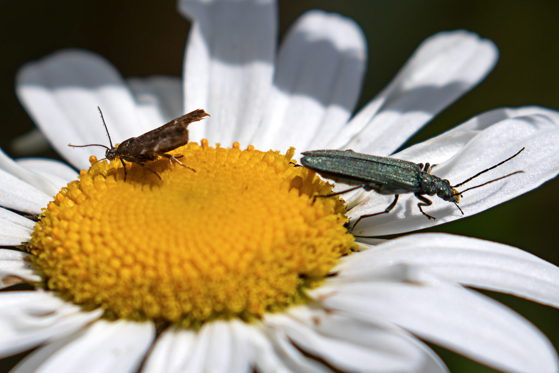 A Common Marble (Celypha lacunana) On the LEFT and a False Blister beetle (Oedemera virescens) on the RIGHT at The Knock, Bathgate Hills 20 June 2026