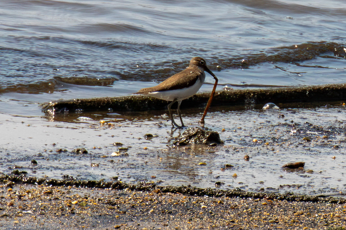 Common Sandpiper. Porto 18 August 2026