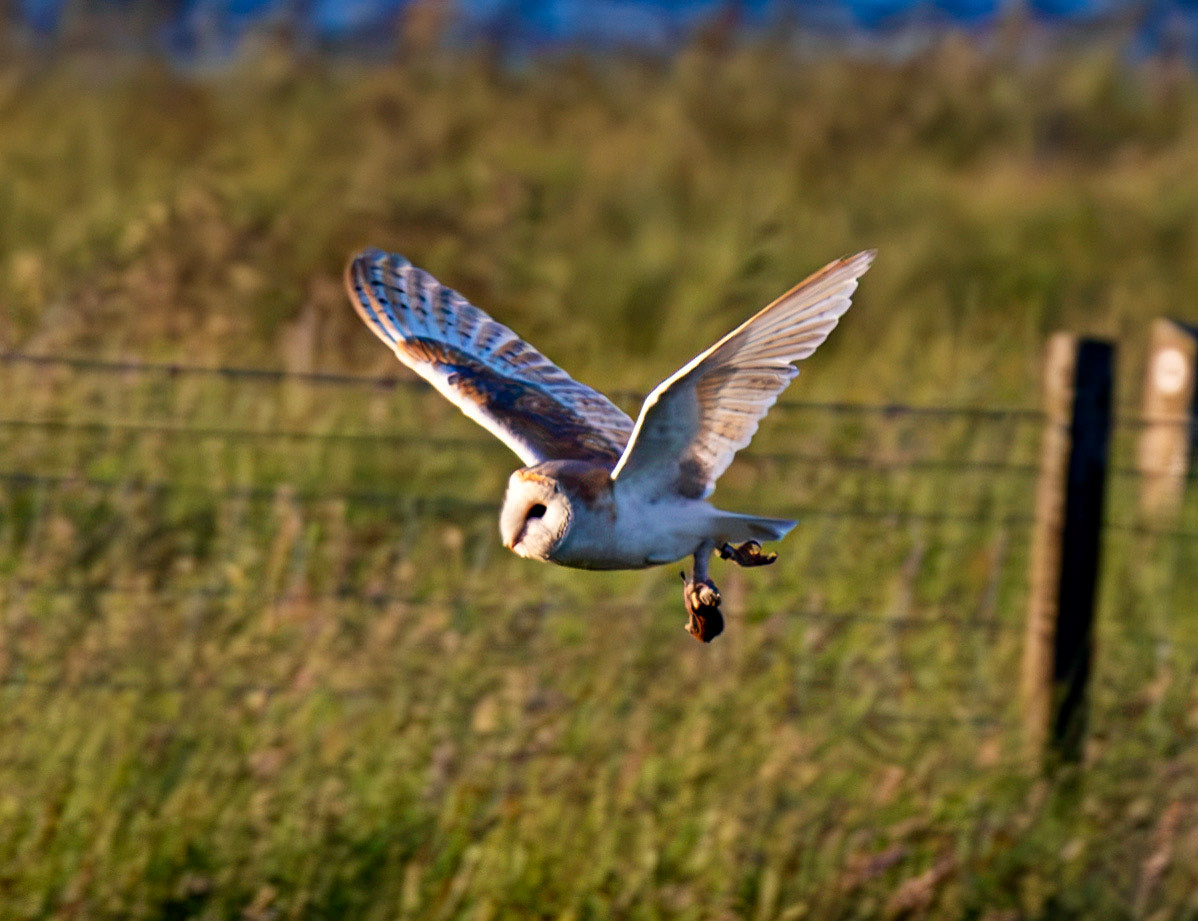 Barn Owl at Harperrig 02 July 2026