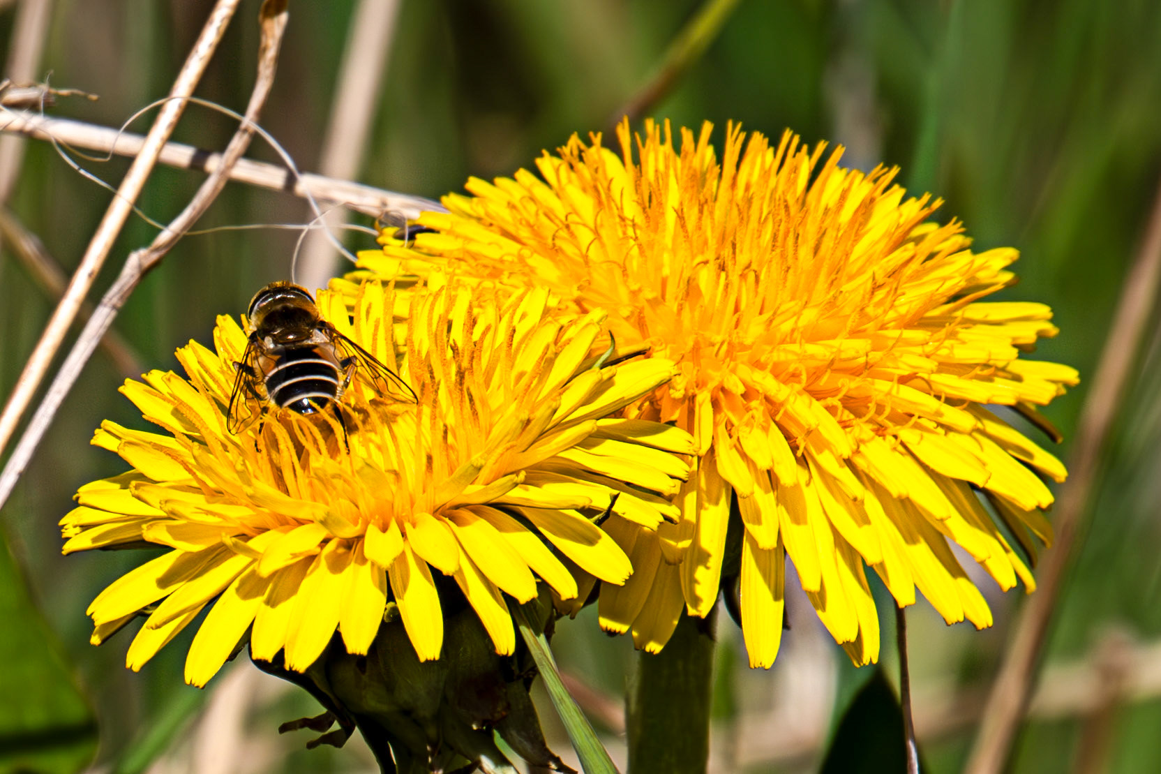 Whitehouse Wood near Kelty 20 April 2025