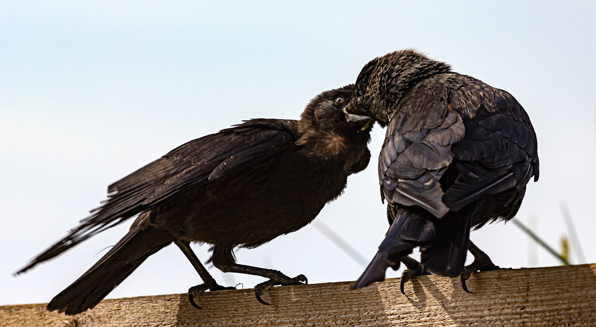 Bembridge IOW 17 July 2022