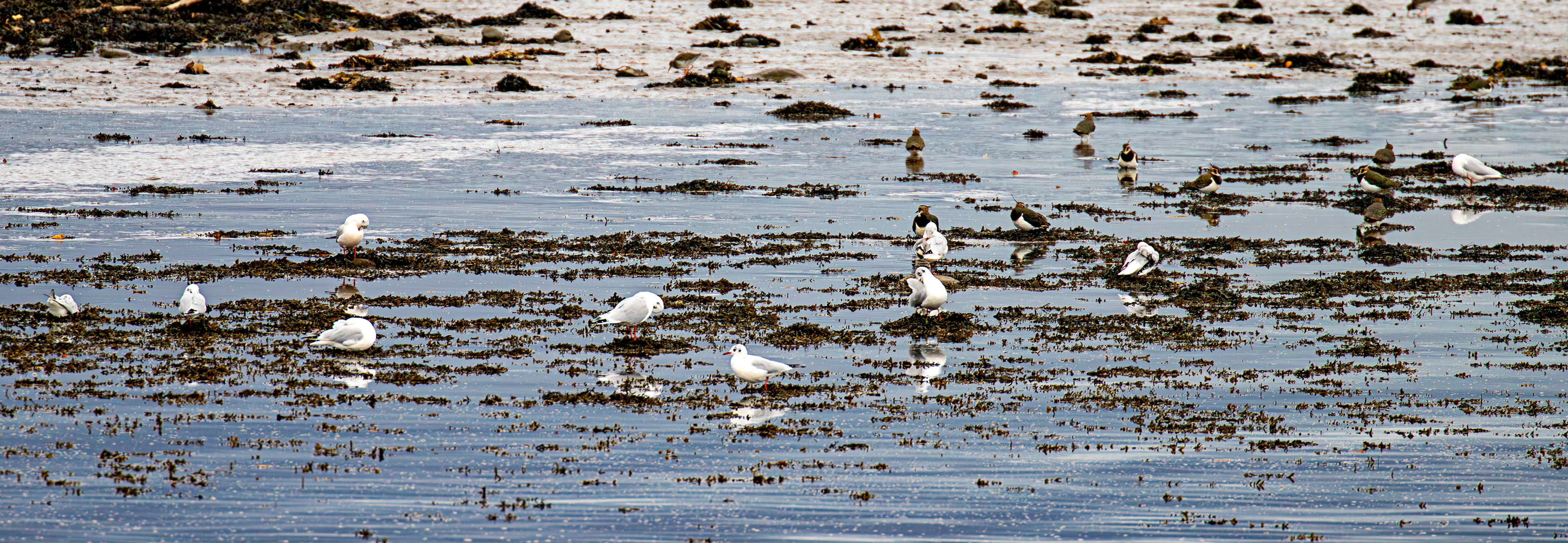 Birthwatching at Cramond 18 October 2024 Lapwing, Common redshank, black-headed gull