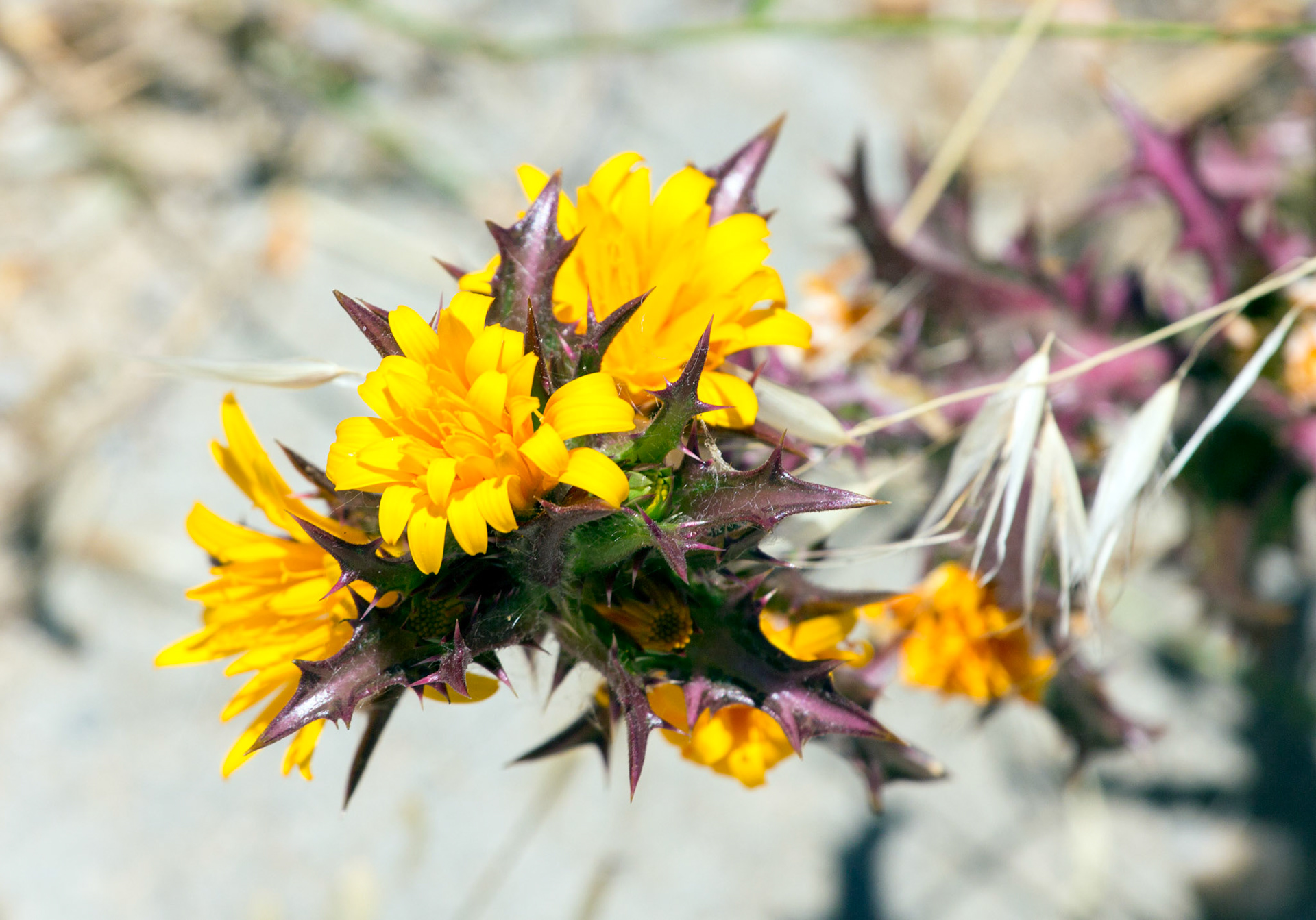 Wild Flowers next to the sea in Tavira.Please see my other Photographs of Flowers at: http://www.jamespdeans.co.uk/p463519215