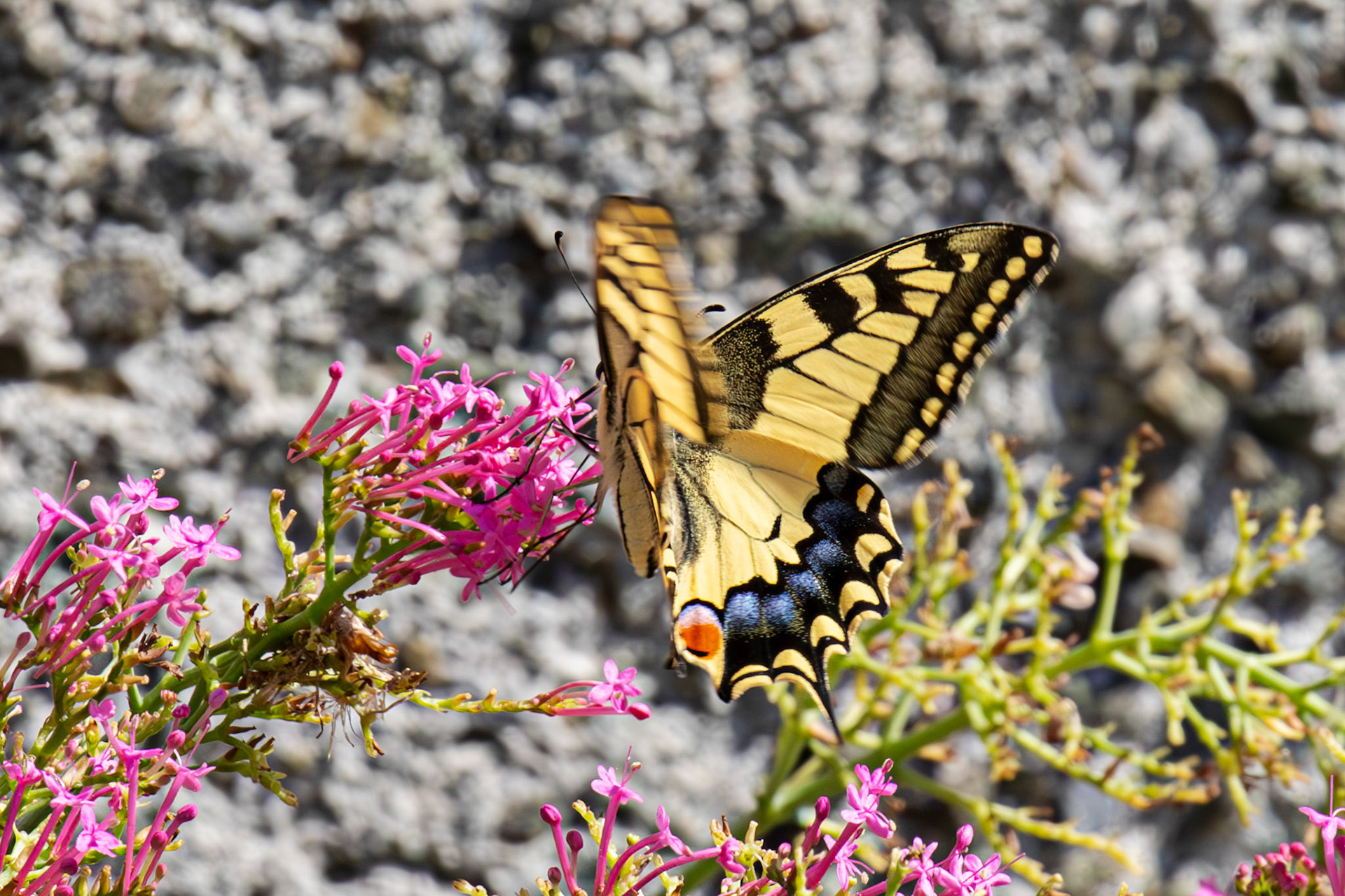 Swallowtail Butterfly - Riomaggiore 06 Sept 2025