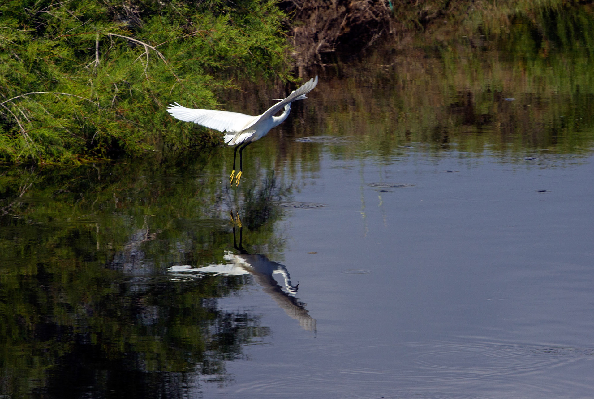 Little Egret in S'Albufereta 15 June 2015