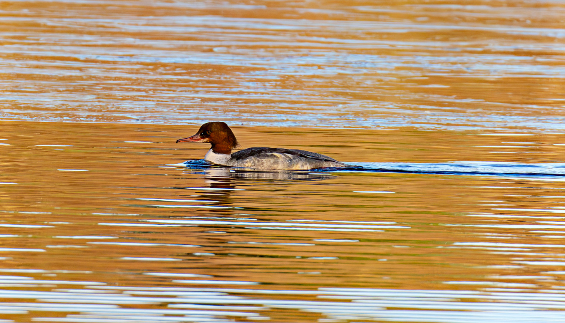 Goosander at Birnie &amp; Gaddon Lochs 08 January 2025