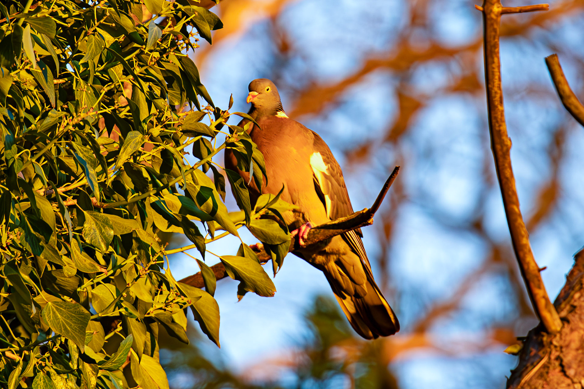 Woodpigeons in Howden Park - Walled Garden 29 January 2024