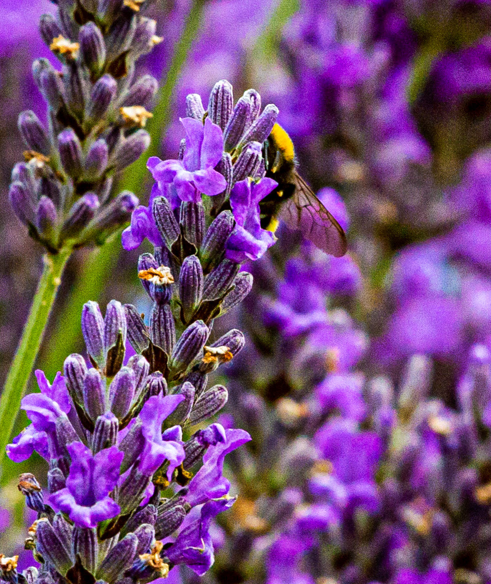 I spent an amazing few hours at Scottish Lavender Oils. They are so dedicated to nature and not to profit!