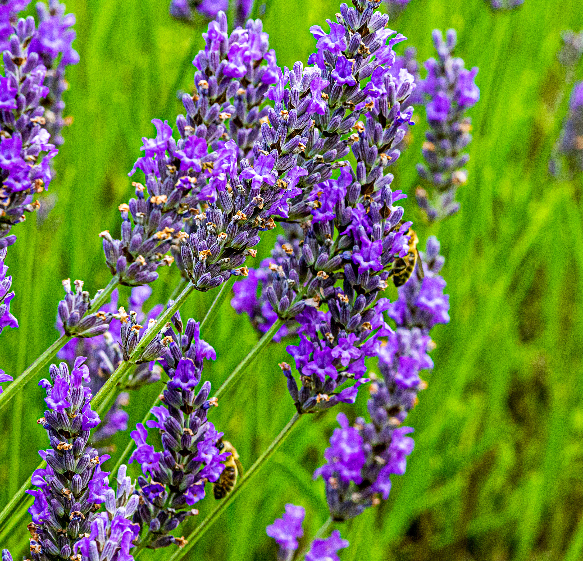 I spent an amazing few hours at Scottish Lavender Oils. They are so dedicated to nature and not to profit!