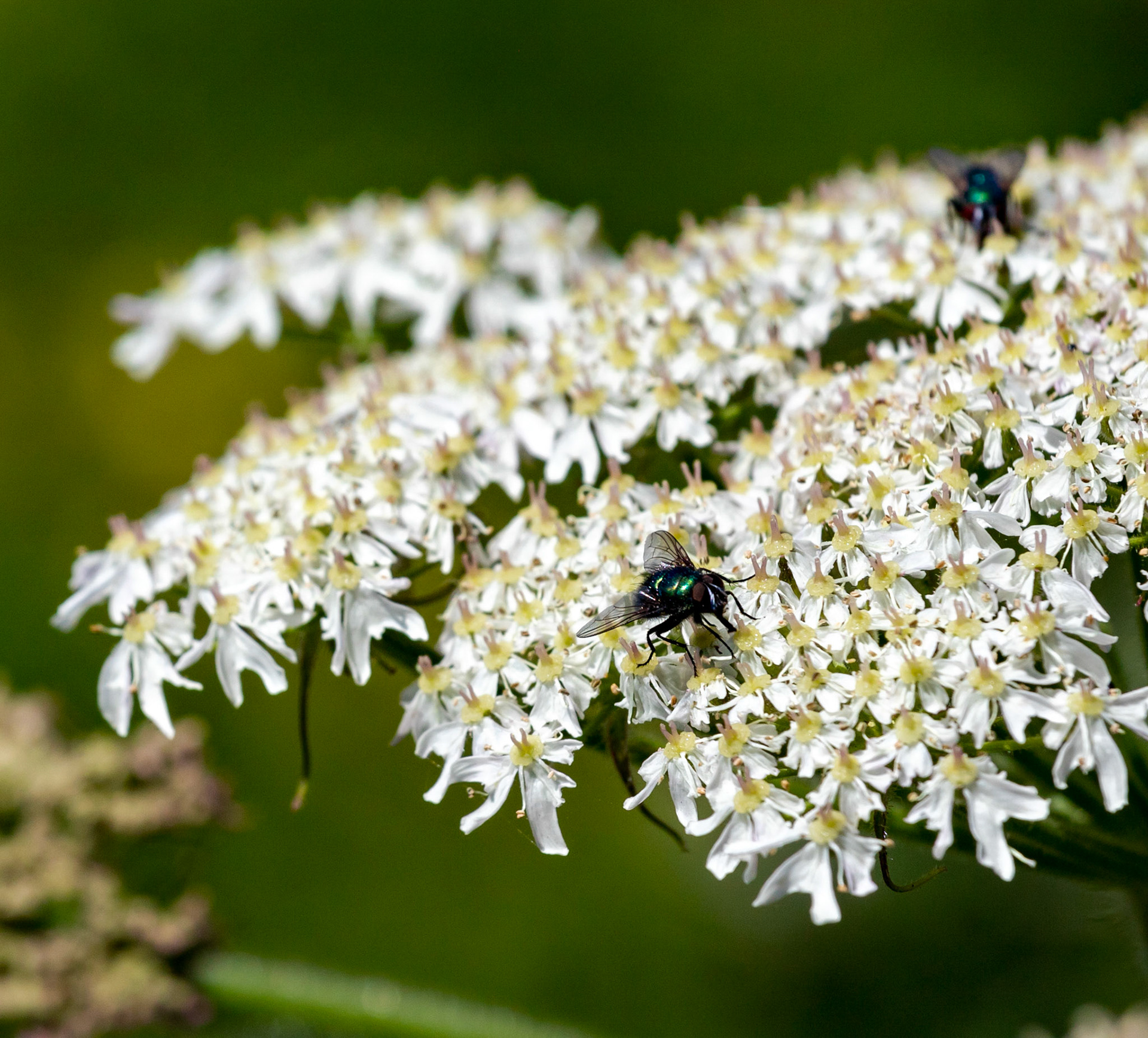 Isle of May - 04 June 2022