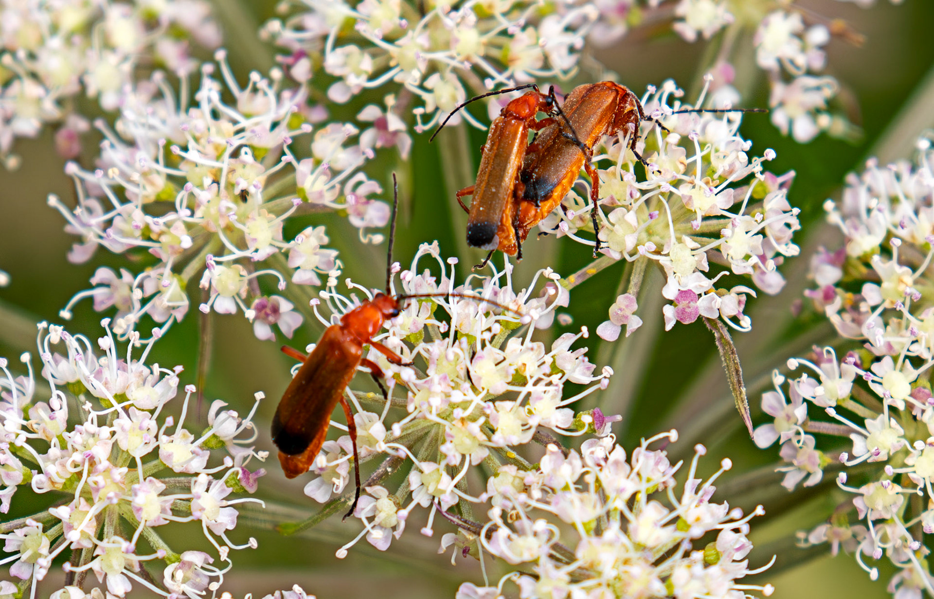 Soldier Beetles - Harperrig 09 July 2025