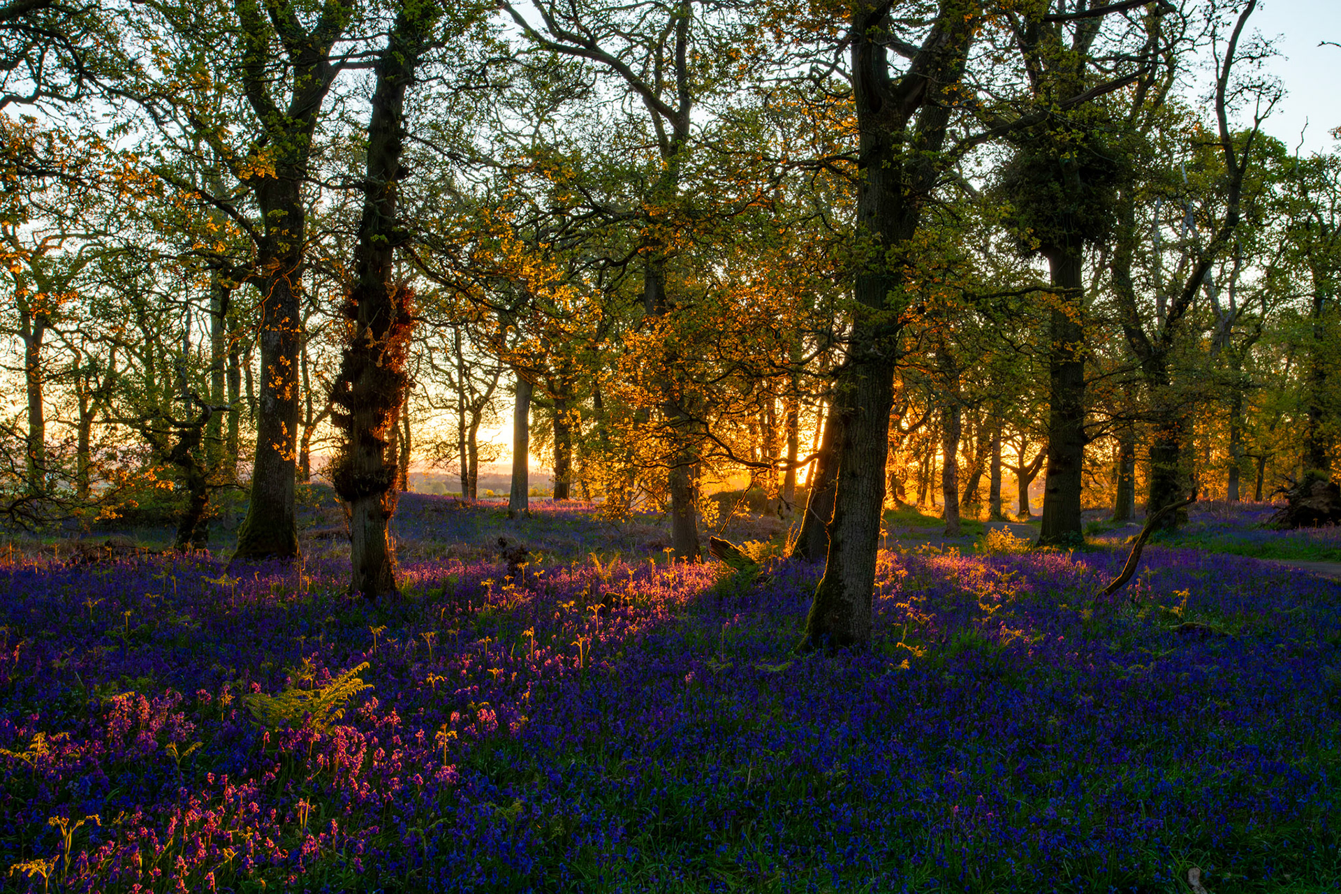 Kinclaven Bluebell Woods 16 May 2026