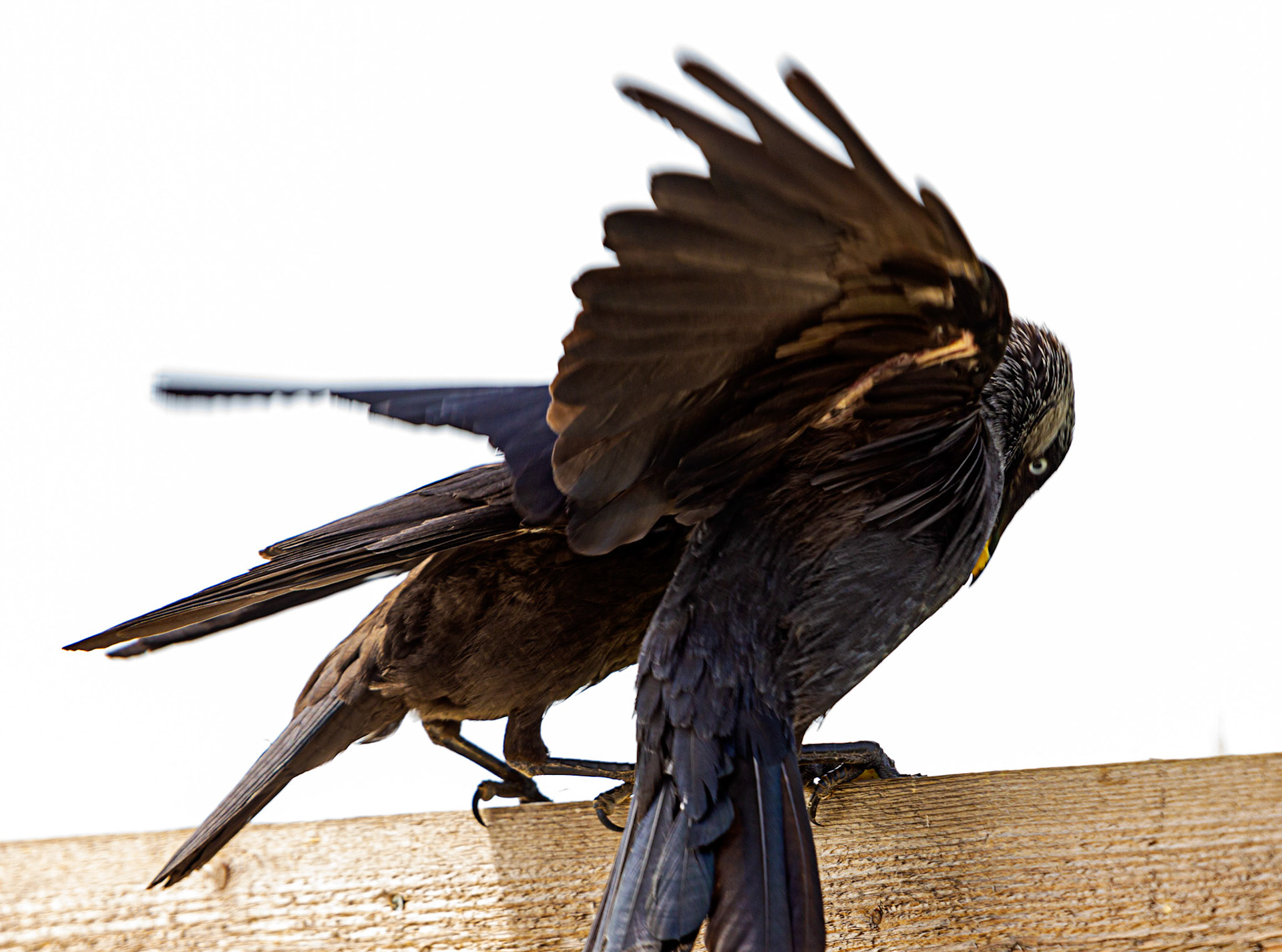 Bembridge IOW 17 July 2022