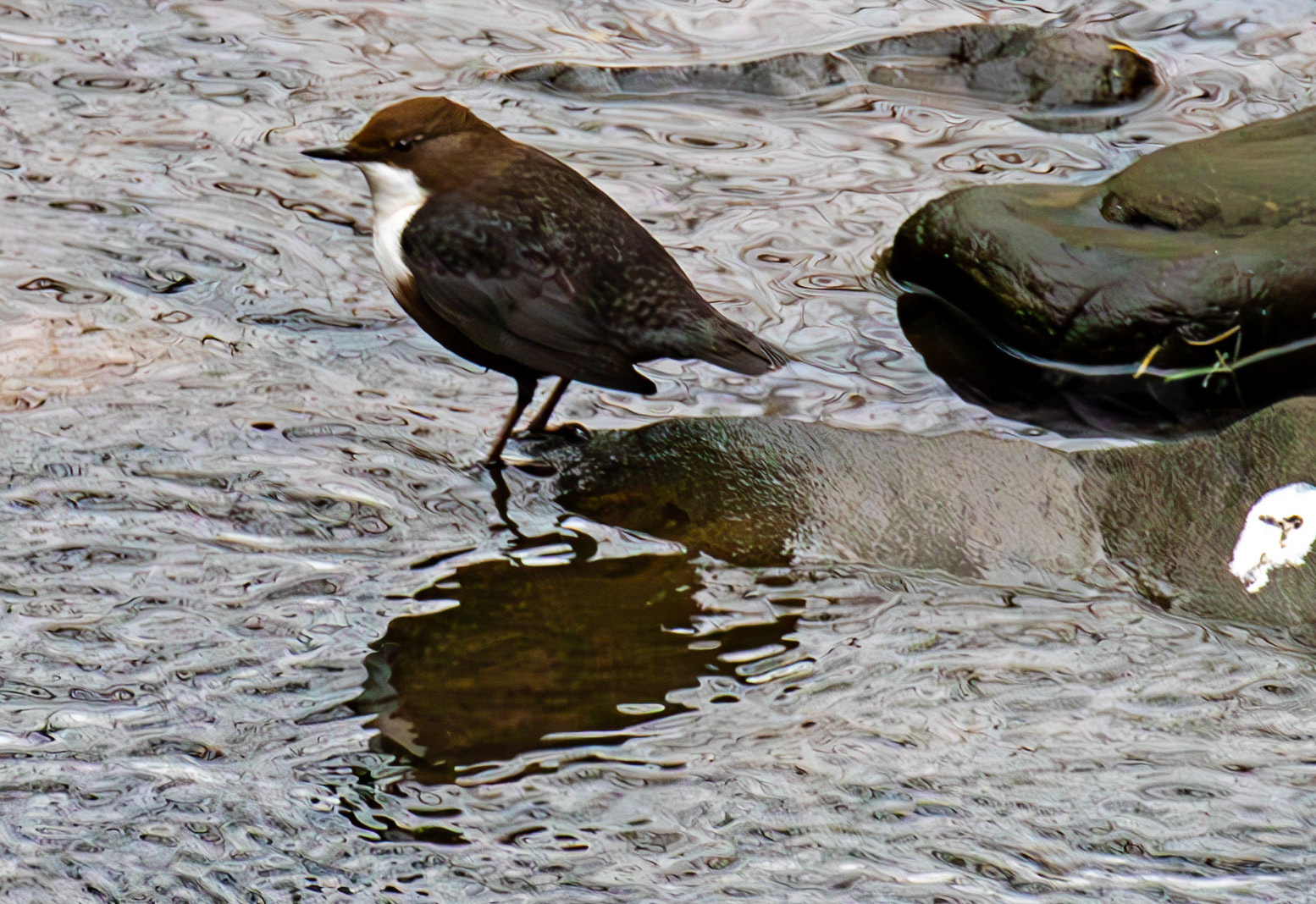 Dipper at Currie Bridge 02 March 2025