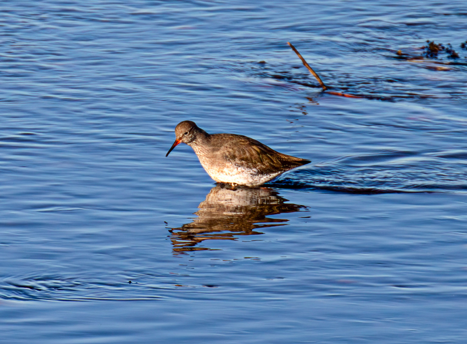 Common Redshank, River Esk Musselburgh 18 November 2024