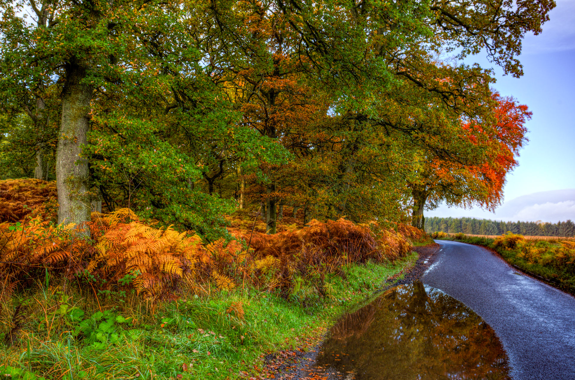 Kinclaven Bluebell Woods. Autumnal Tour around Perthshire 19 October 2024