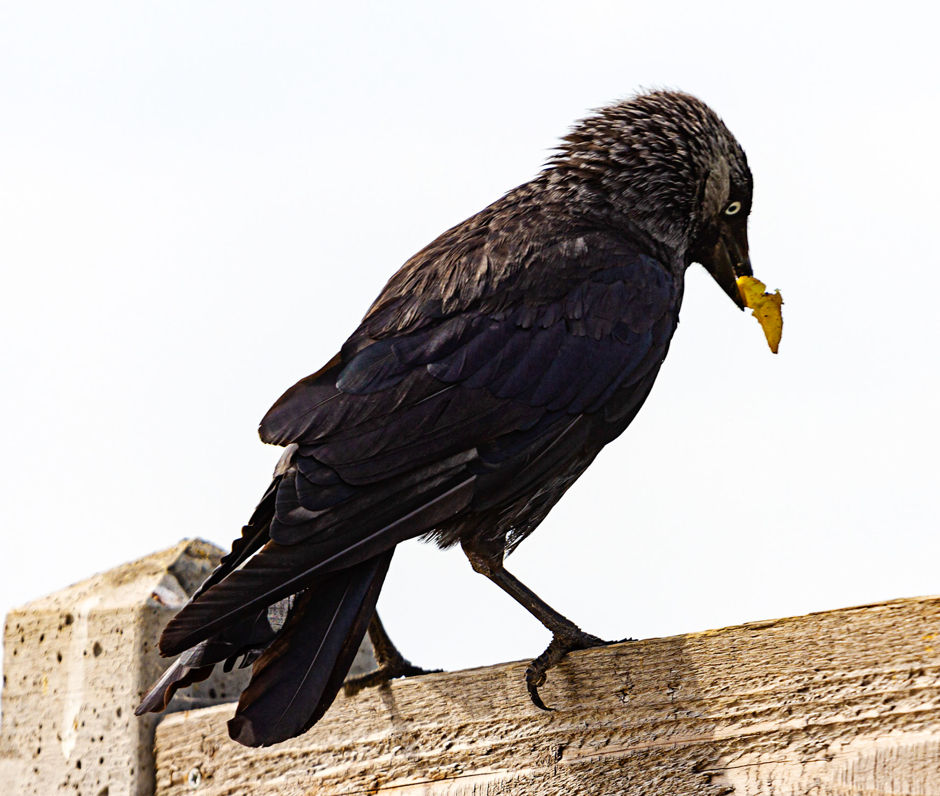 Bembridge IOW 17 July 2022