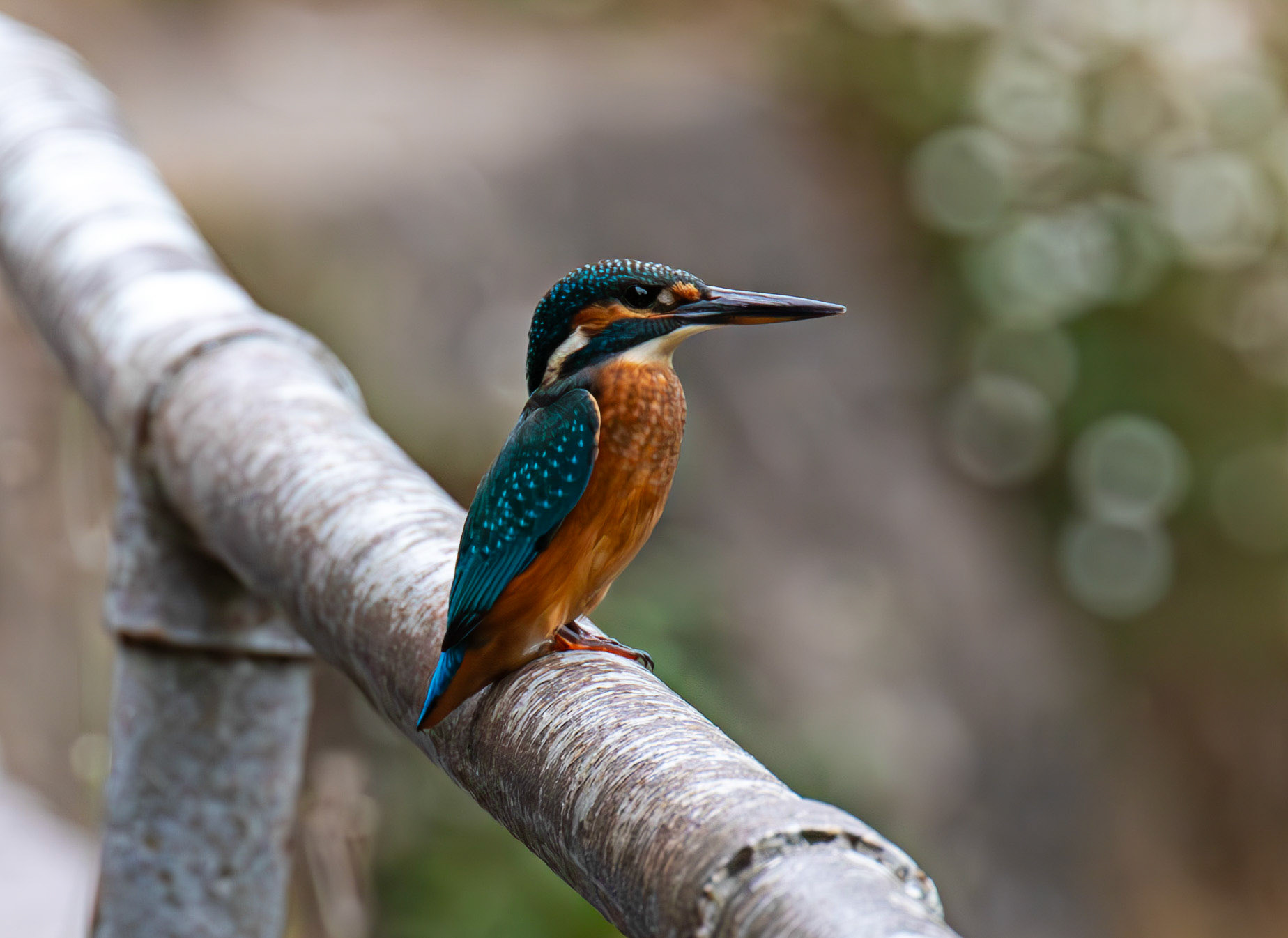 Shoreham, Kent 23 August 2025