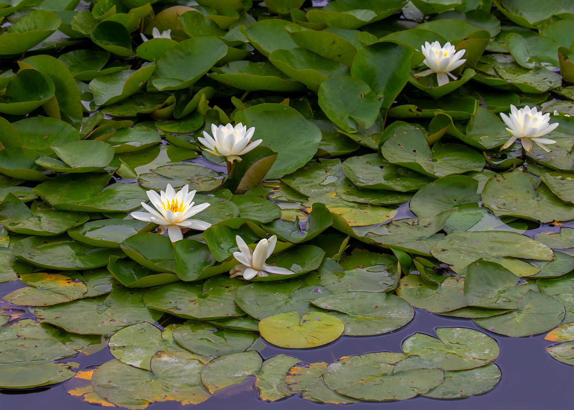 Hyde Park, London 18 August 2025