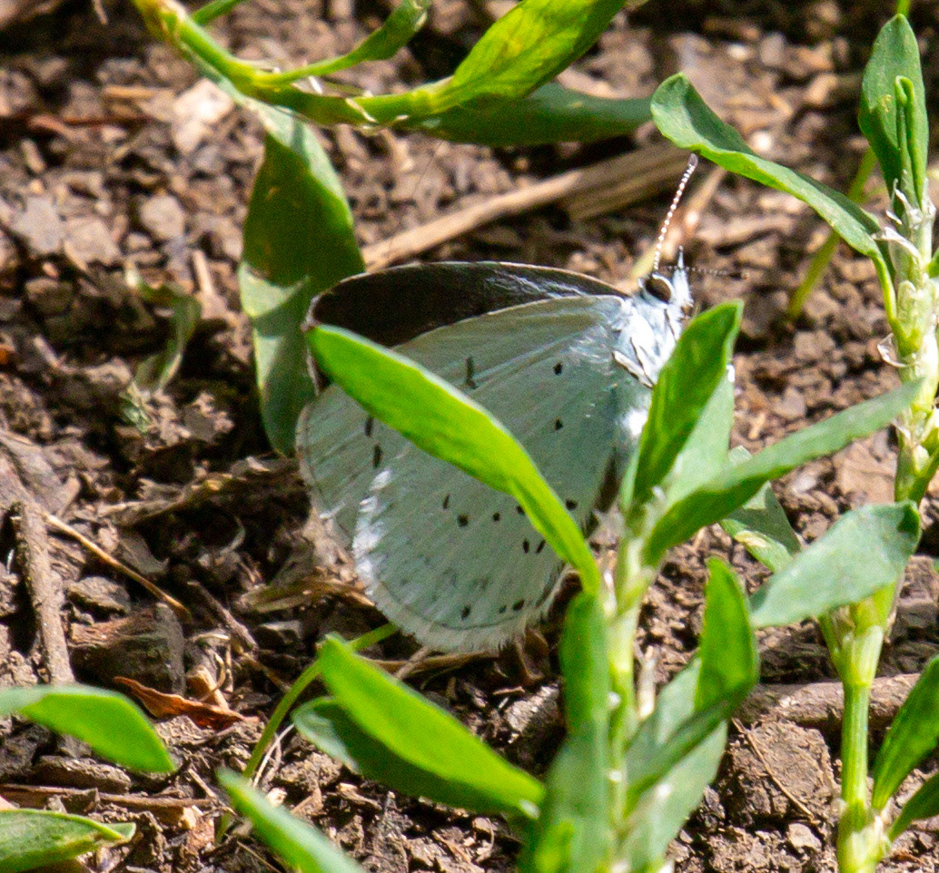 Holly Blue (Celastrina argiolus) Walk Thames Path MArlow to Bourne End 06 August 2025