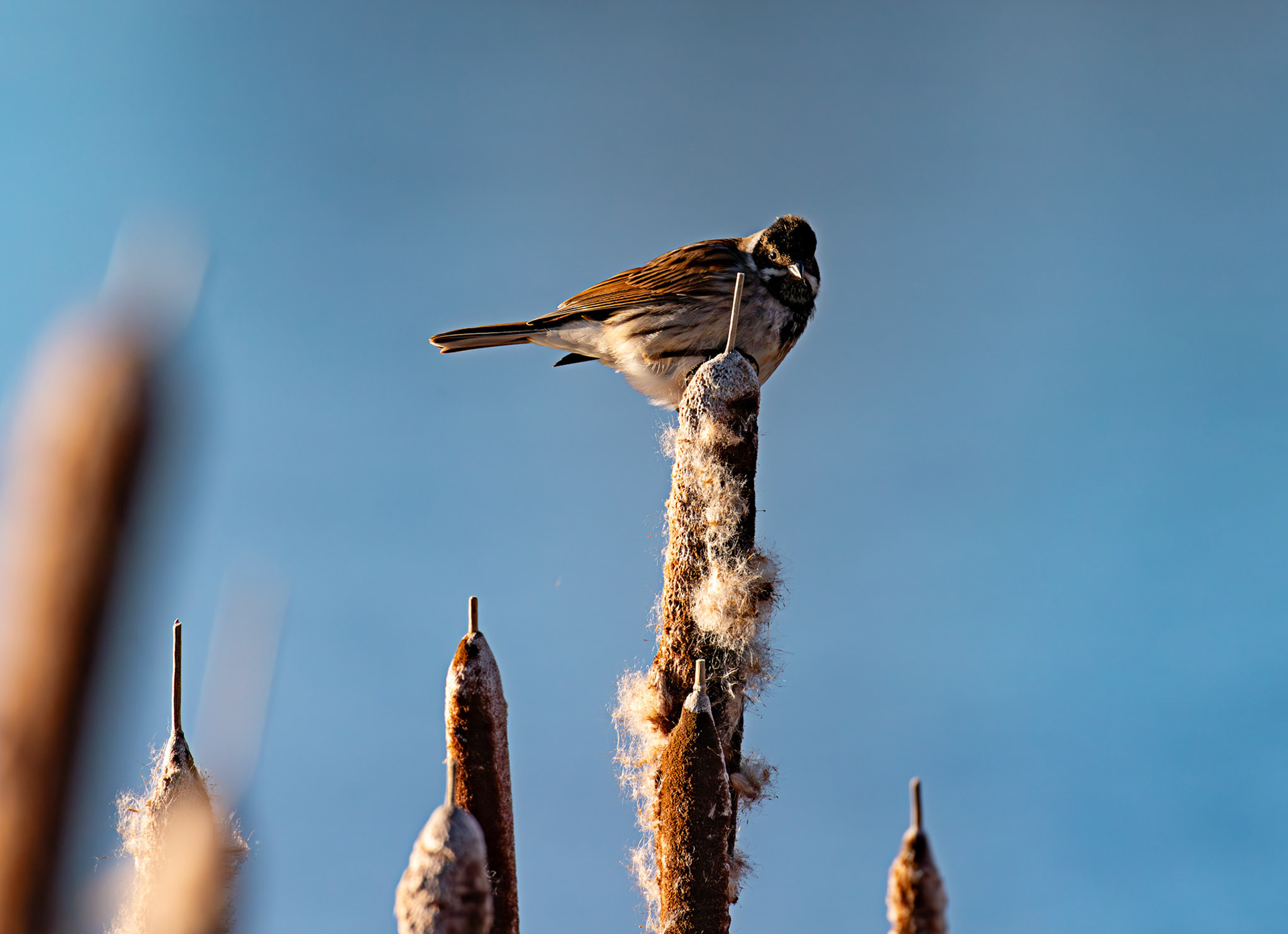 Reed Bunting on Reeds at Letham Pools 08 January 2025